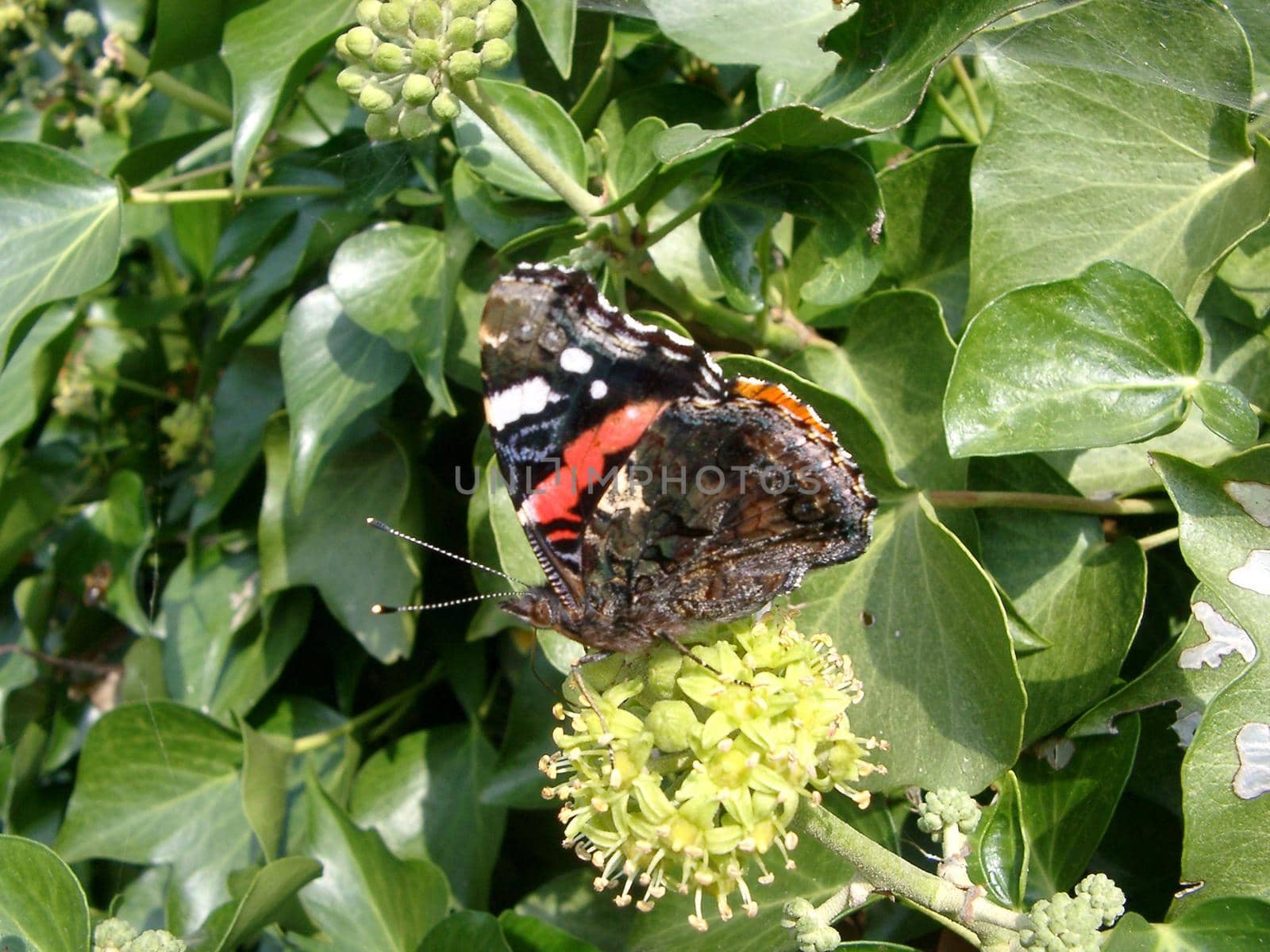 a red admiral butterfly (Vanessa atalanta) uk