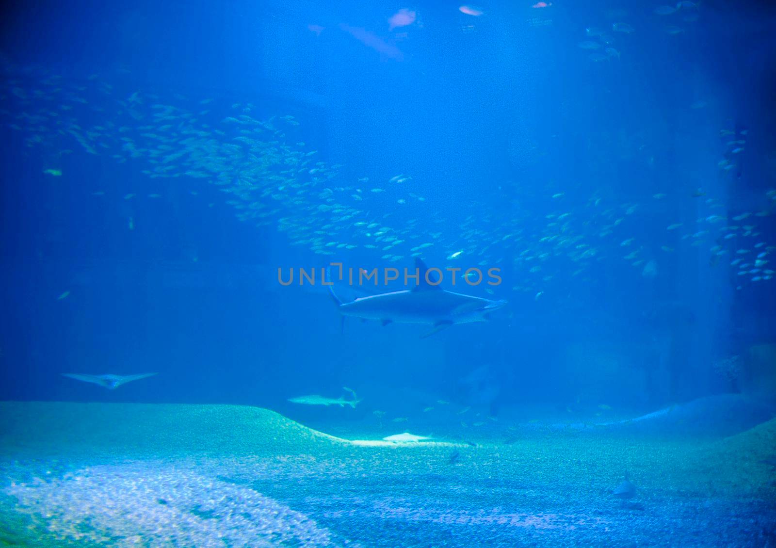 Hammerhead shark swimming underwater in the distance in a marine aquarium