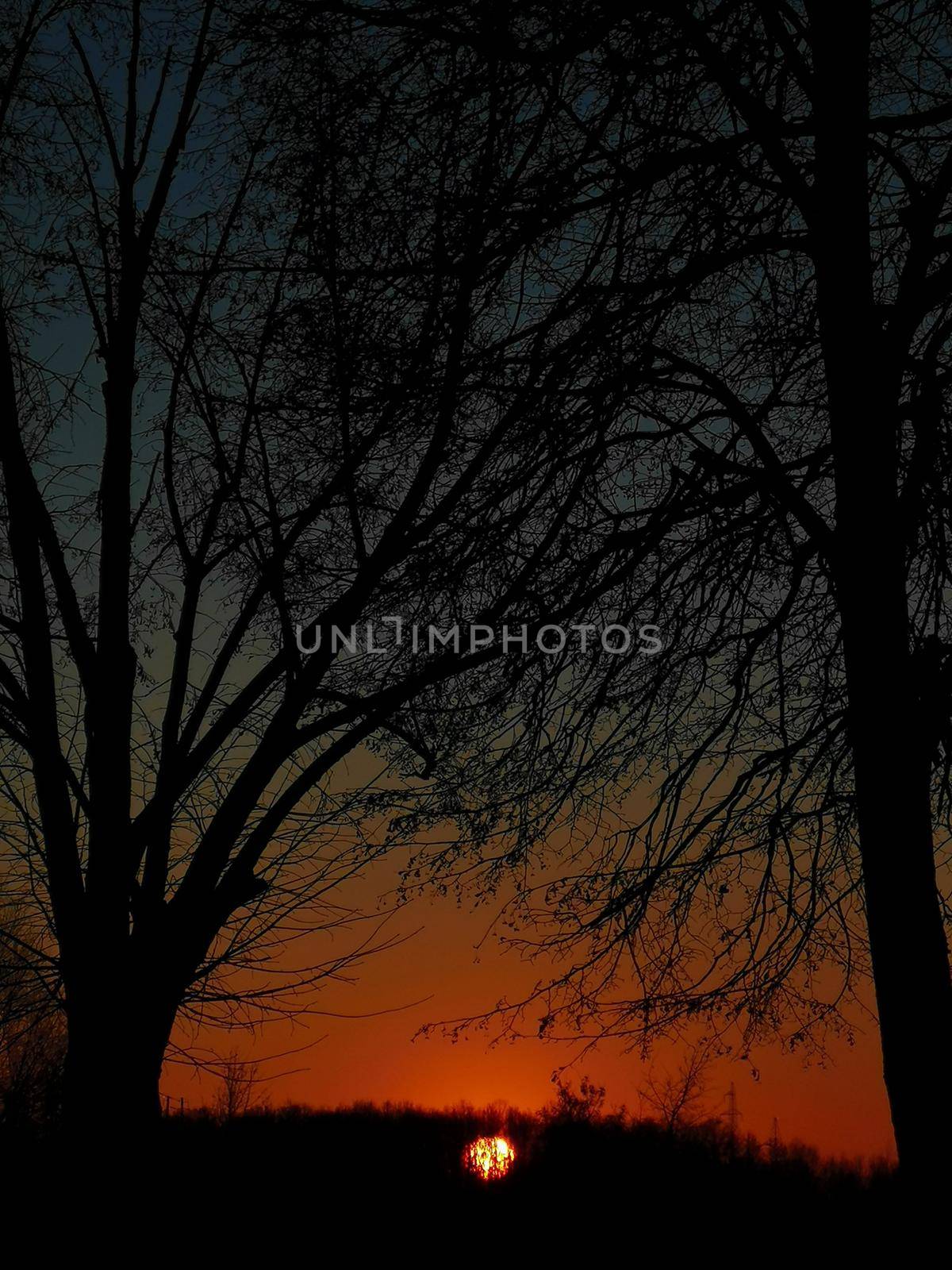 Tree silhouette against sunset sky background. Trees against red sky background. Black and red abstract backdrop. Red clouds backdrop. Surreal abstract background.