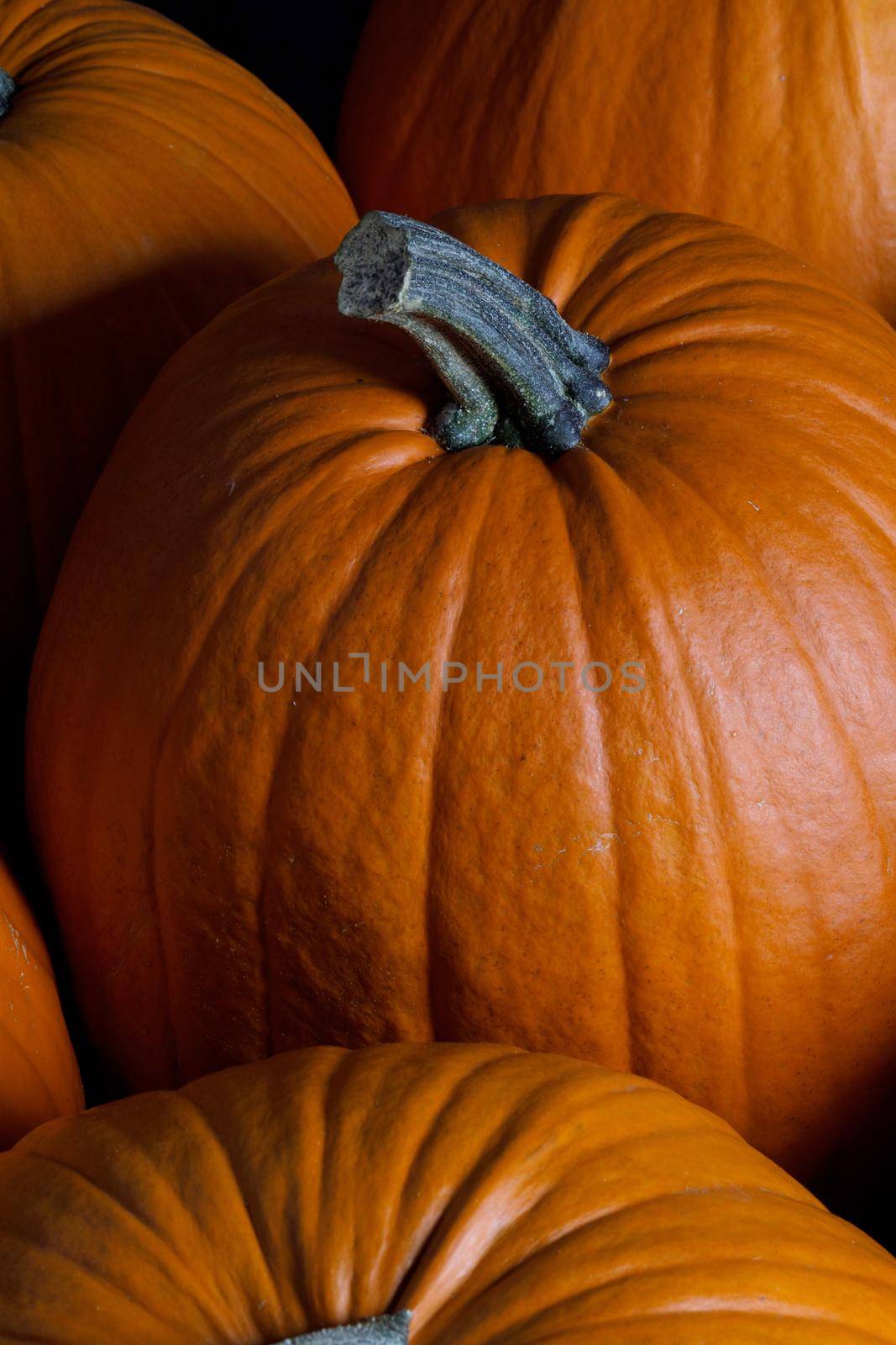 Dark pumpkin background of many pumpkins, Halloween or Thanksgiving day concept