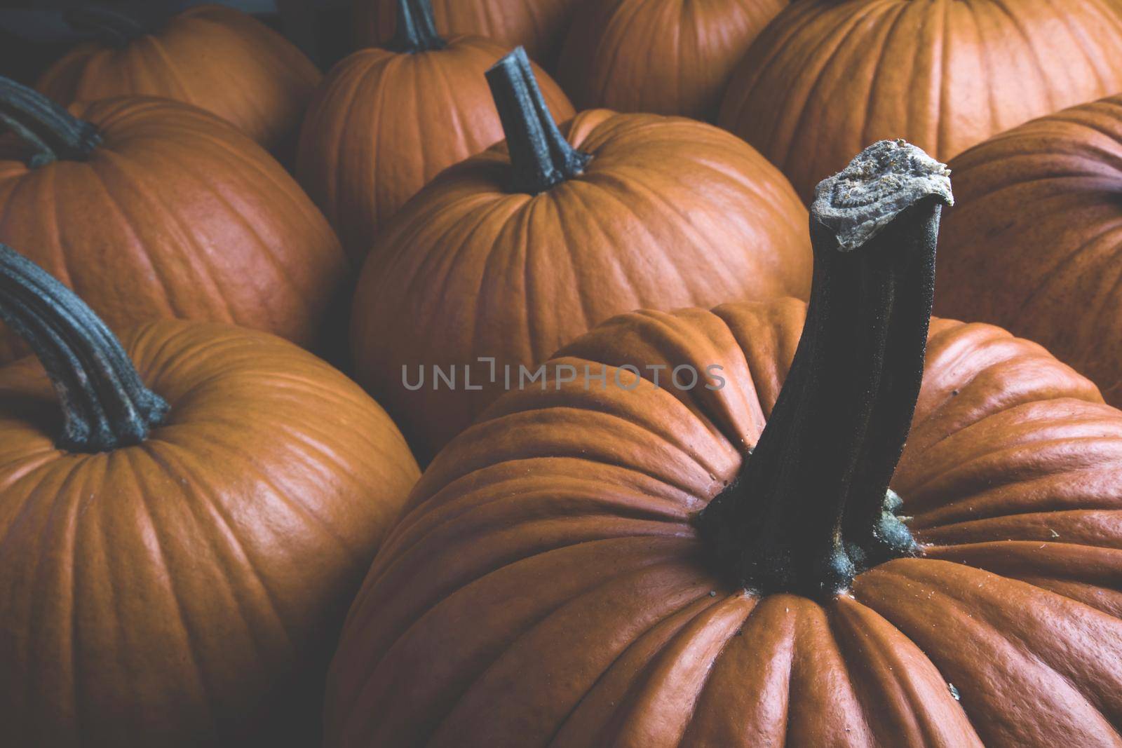 Dark pumpkin background of many pumpkins, Halloween or Thanksgiving day concept
