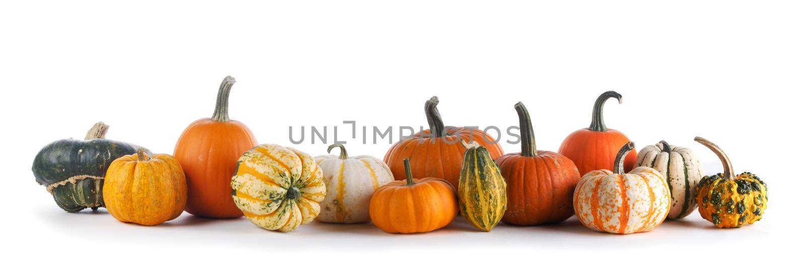 Many various pumpkins in a row isolated on white background, Halloween or Thanksgiving day concept