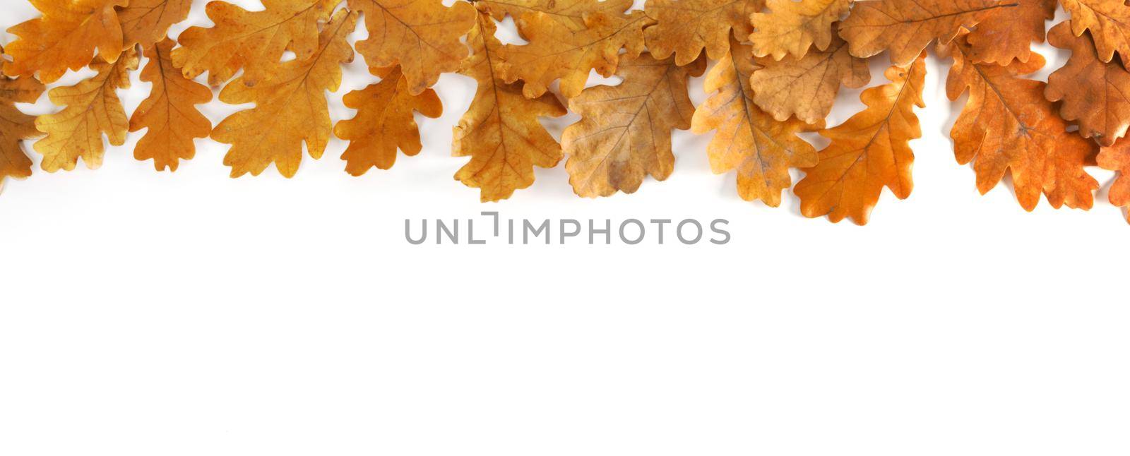 Autumn oak leaves on white by Yellowj