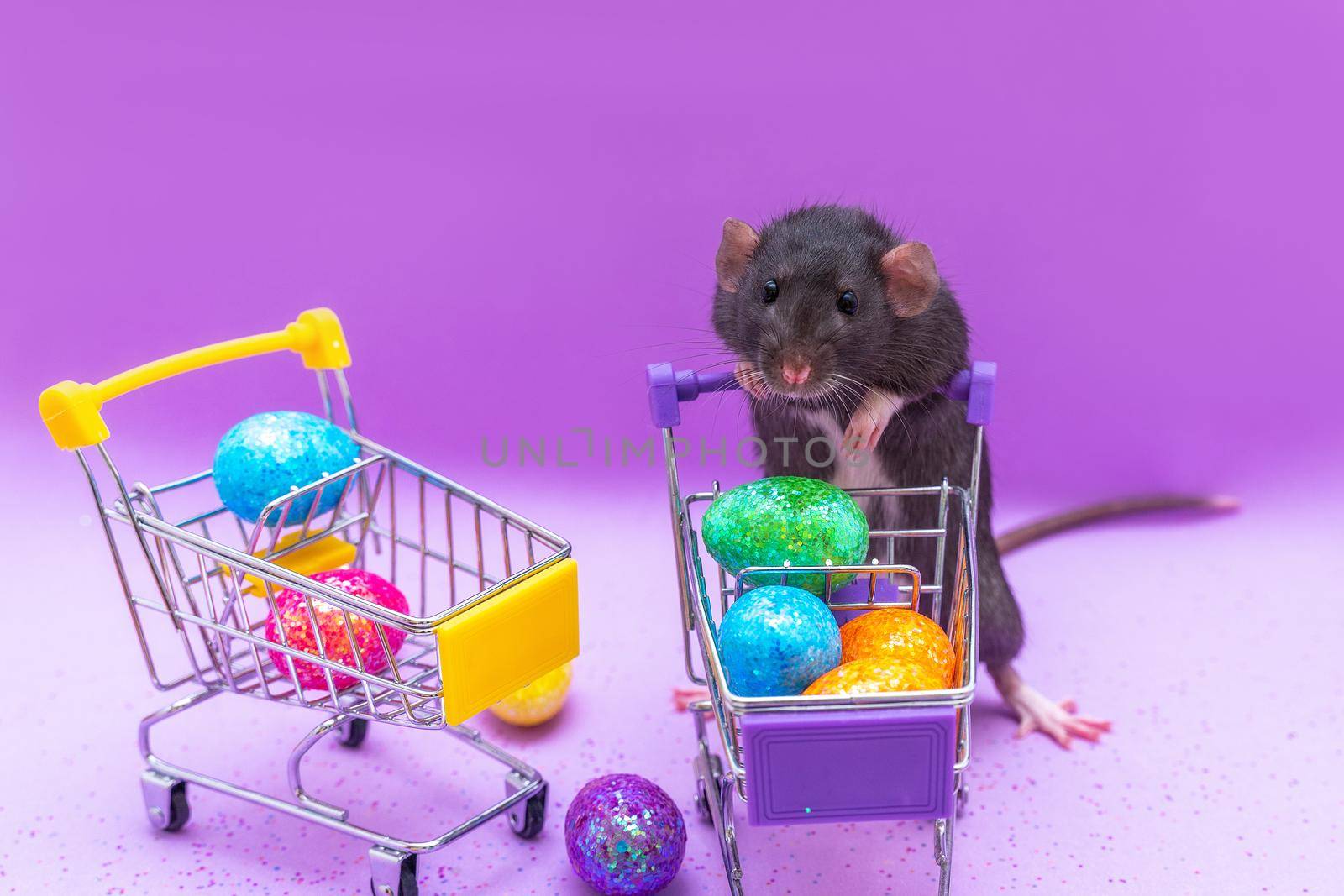 Happy Easter background. Easter eggs are colorful in a shopping basket on purple paper. Dumbo rat stands on its hind legs and leans on a basket. Holiday concept. Copy space for text