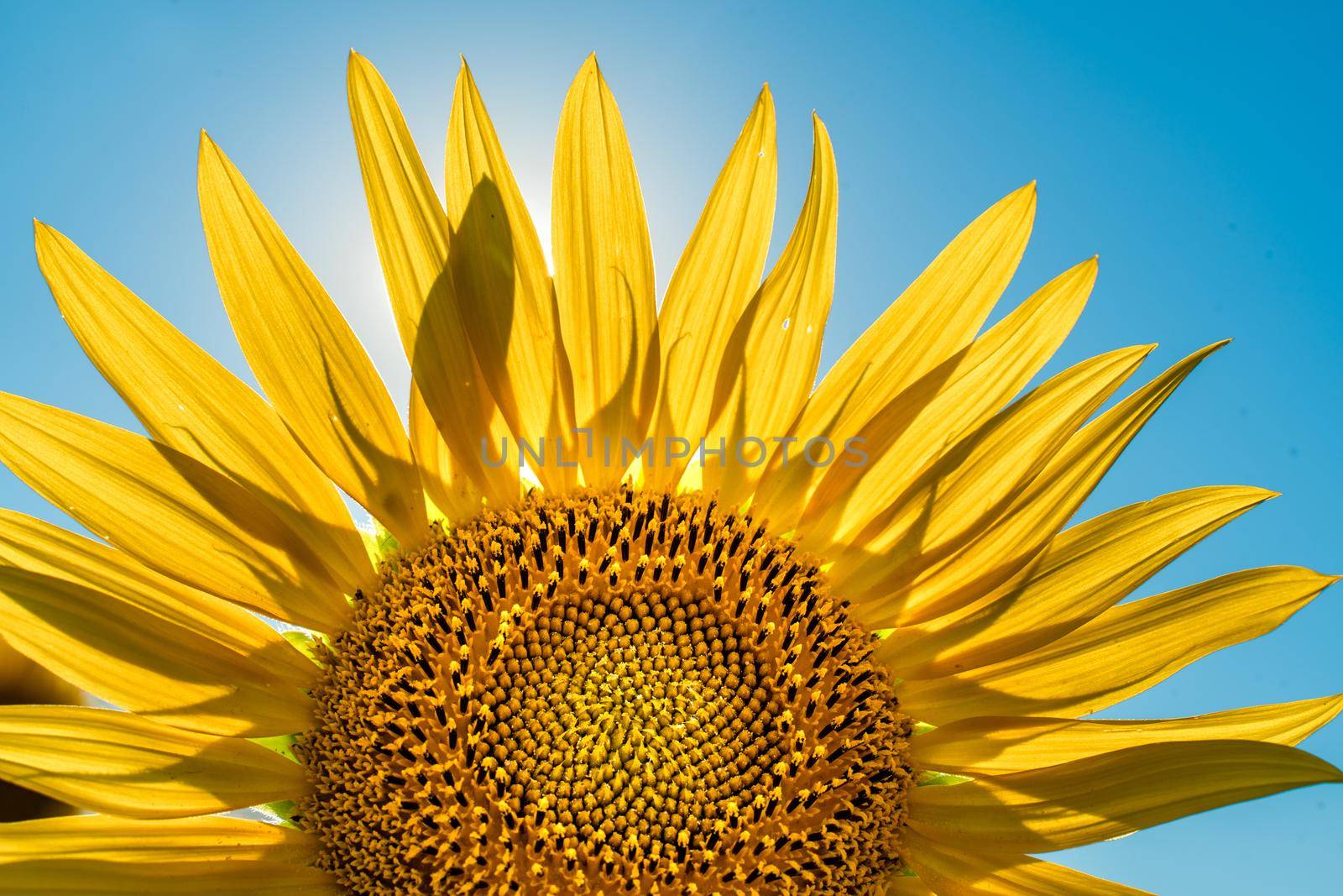 Half of a sunflower flower against a blue sky. The sun shines through the yellow petals. Agricultural cultivation of sunflower for cooking oil