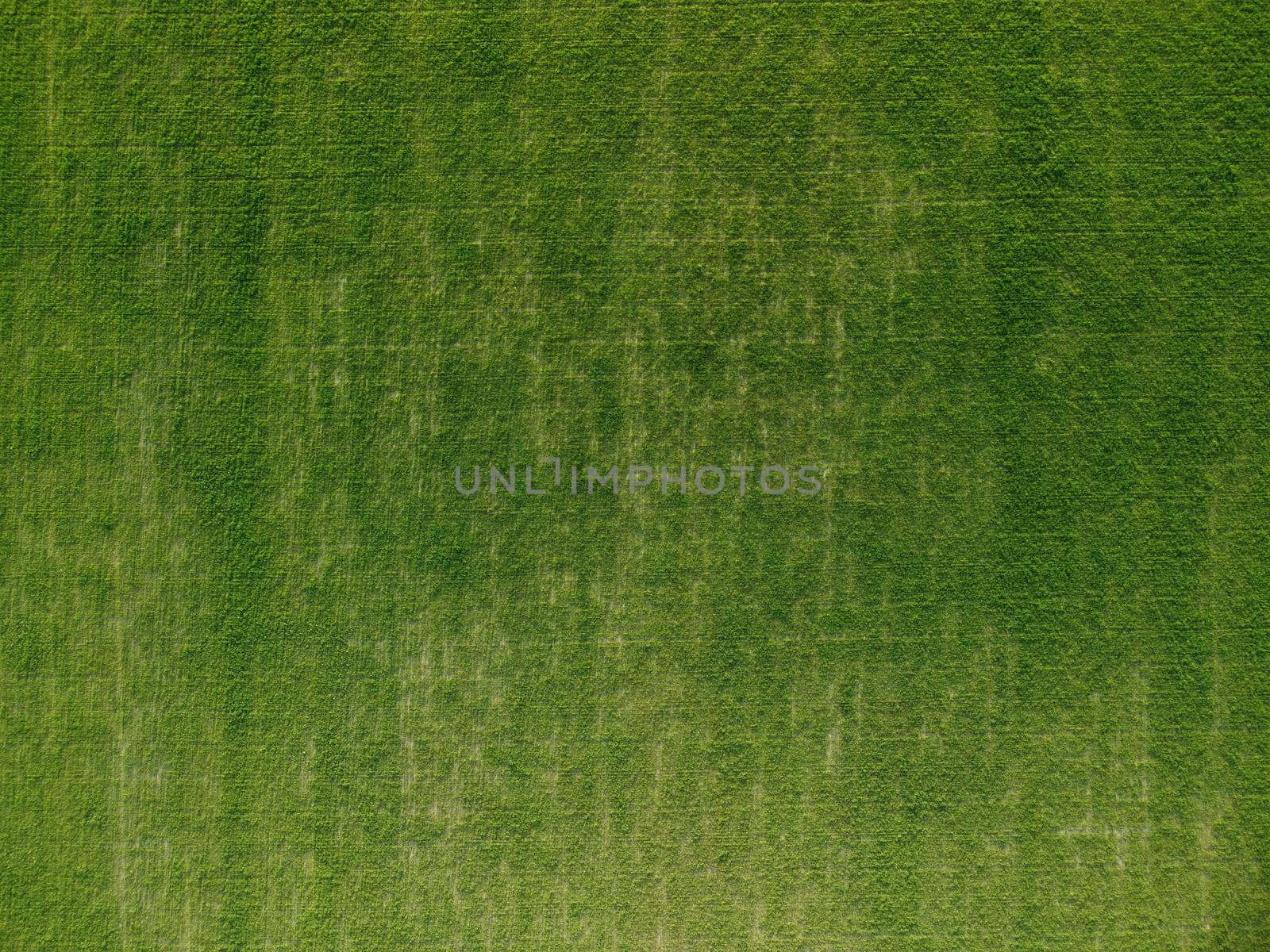 Green wheat field in countryside, close up. Field of wheat blowing in the wind at sunny spring day. Young and green Spikelets. Ears of barley crop in nature. Agronomy, industry and food production