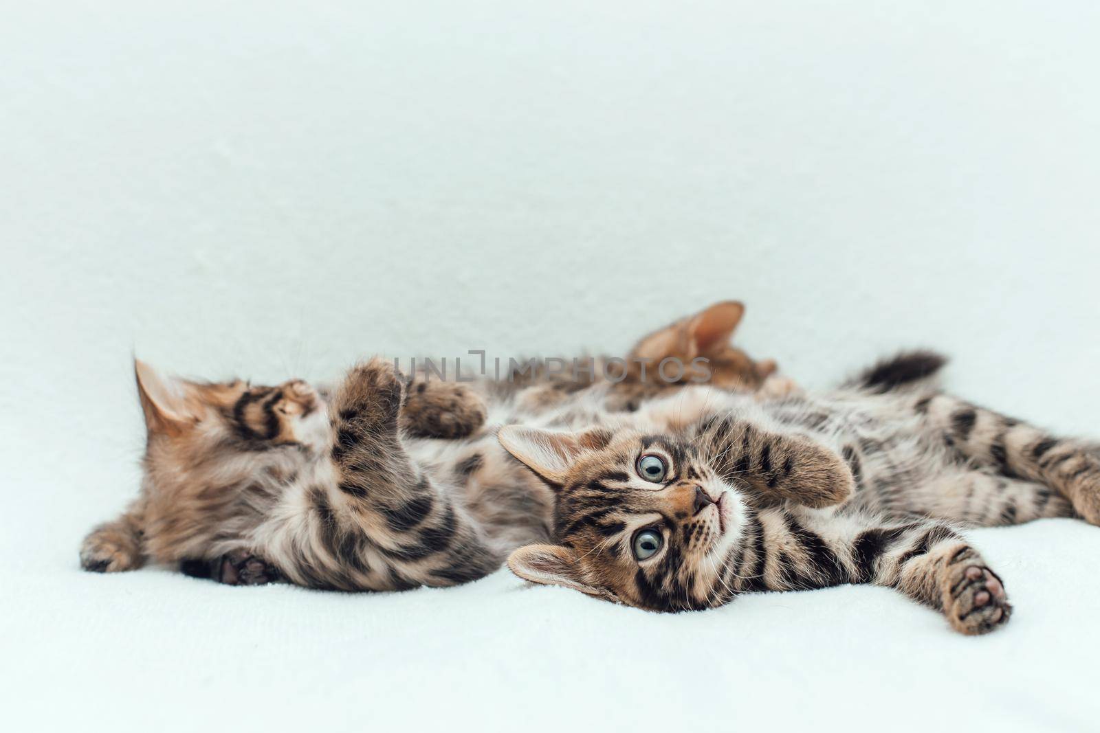 Three cute one month old kittens on a furry white blanket.