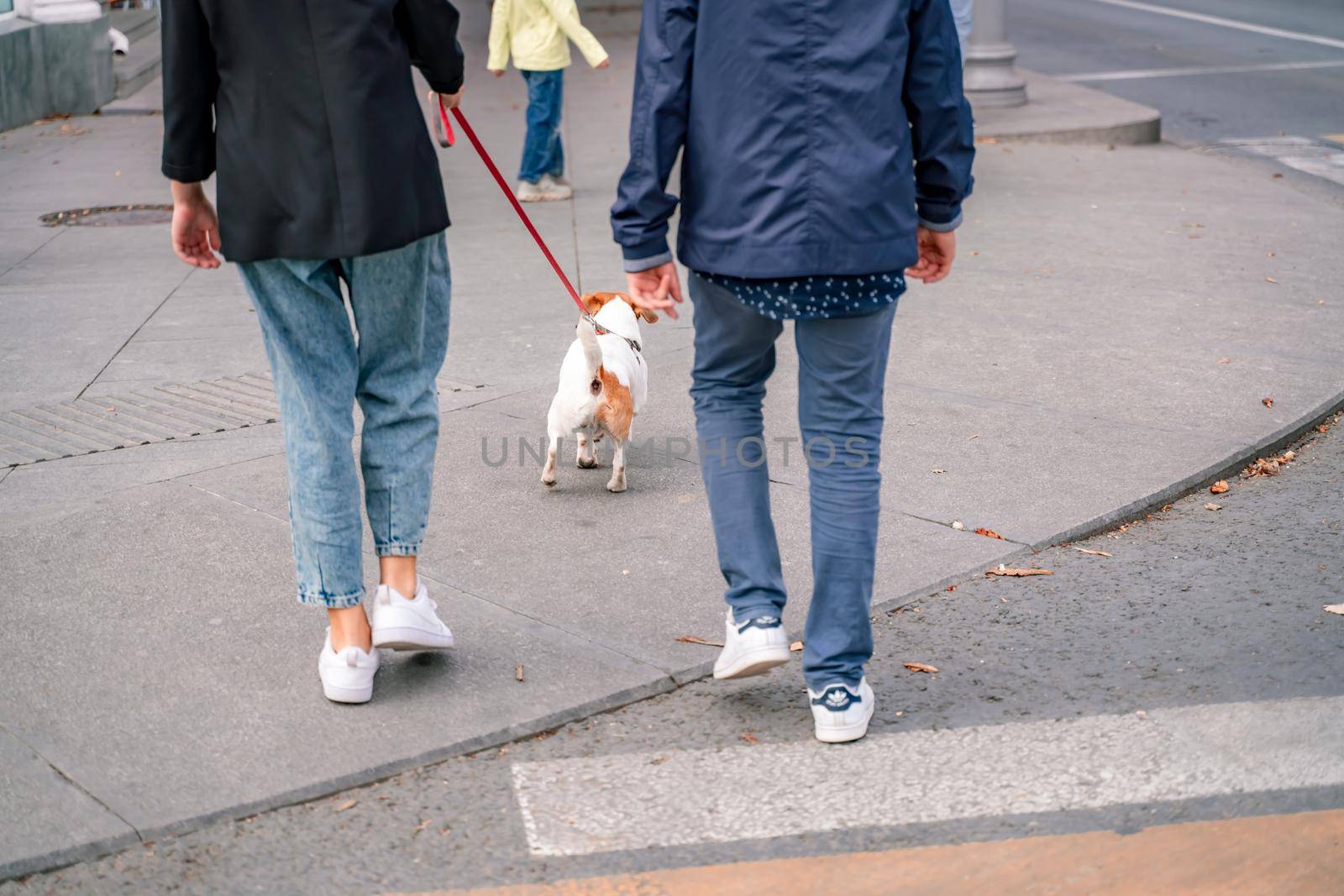 A girl and a boy are walking with a Jack Russell Terrier, walking down the street.