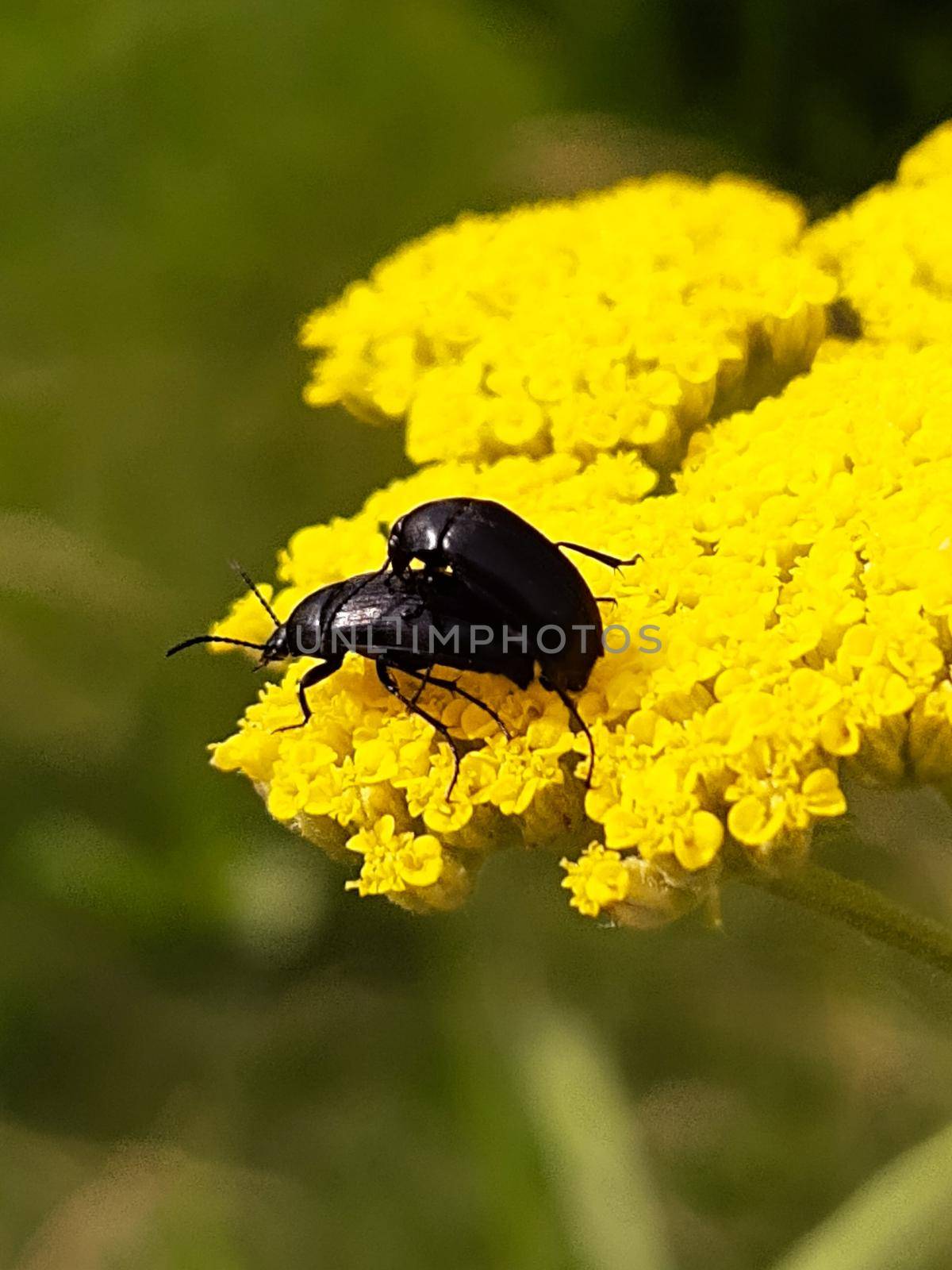 Steppe slow beetle on a yellow flower breeds by Endusik