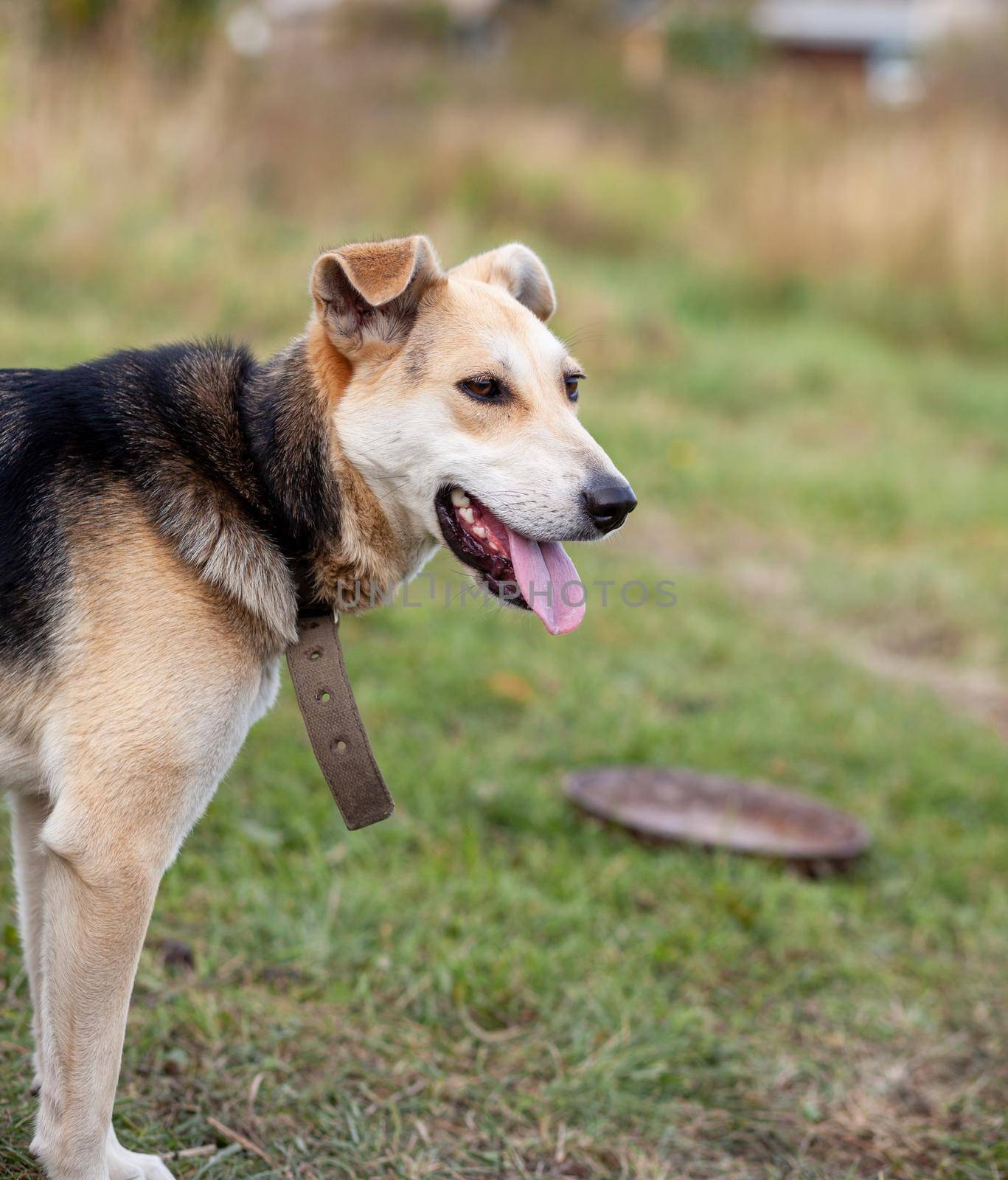 A cheerful big dog with a chain tongue sticking out. Portrait of a dog on a chain that guards the house close-up. A happy pet with its mouth open. Simple dog house in the background