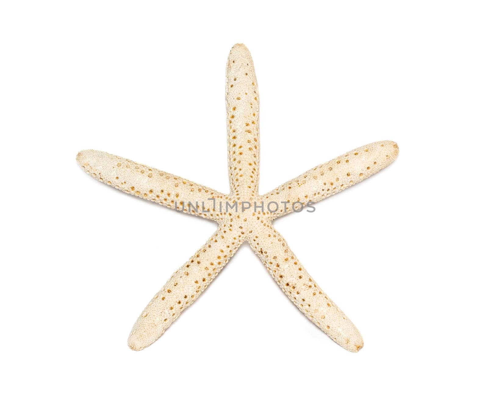 Image of white finger starfish isolated on white background. Sea stars. Undersea Animals. Sea Shells. by yod67