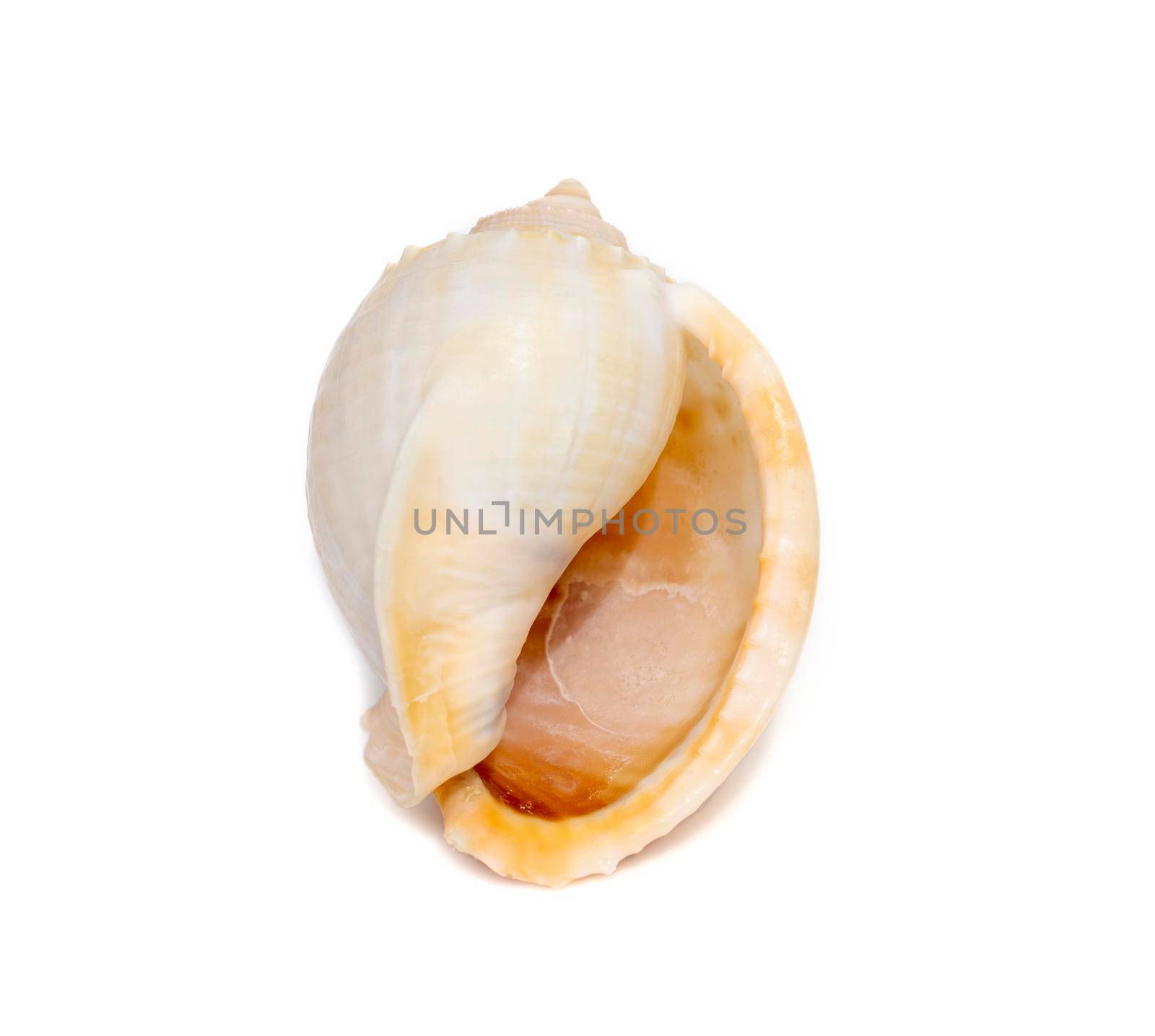 Image of phalium glaucum shell, common name the grey bonnet or glaucus bonnet, is a species of large sea snail, a marine gastropod mollusk in the family Cassidae, the helmet snails and bonnet snails isolated on white background. Undersea Animals. Sea Shells. by yod67