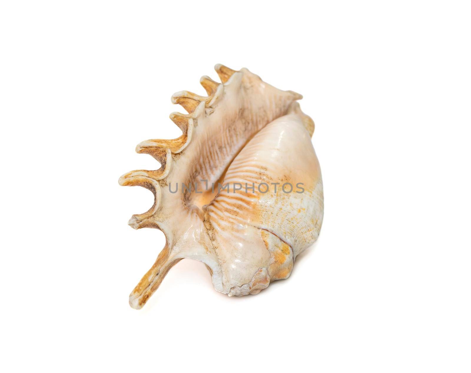 Image of Millipede spider conch (Lambis millepeda) isolated on white background. Sea snail. Undersea Animals. Sea Shells. by yod67