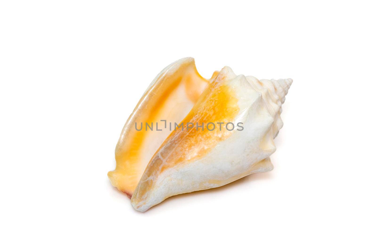 Image of strombus alatus sea shell, the Florida fighting conch, is a species of medium-sized, warm-water sea snail, a marine gastropod mollusk in the family Strombidae, the true conchs isolated on white background. Undersea Animals. Sea Shells. by yod67