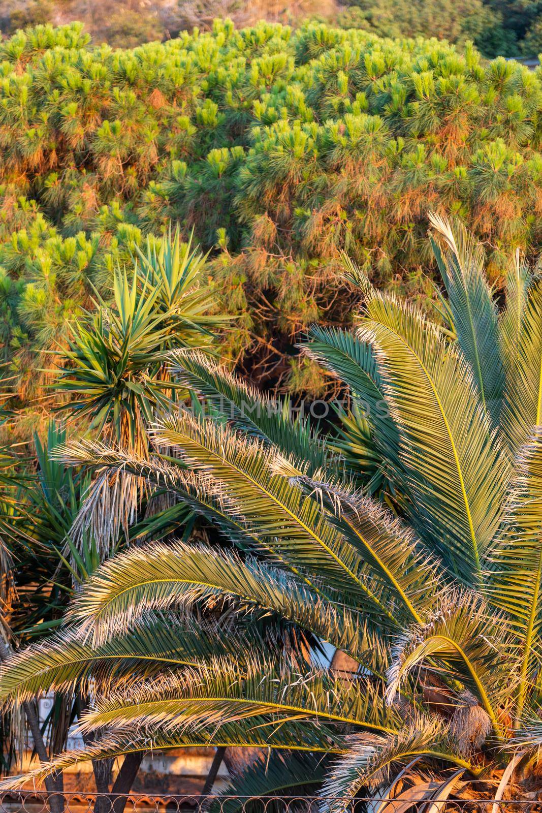 Green palm trees and bushes at Calabria seaside, Italy by photolime