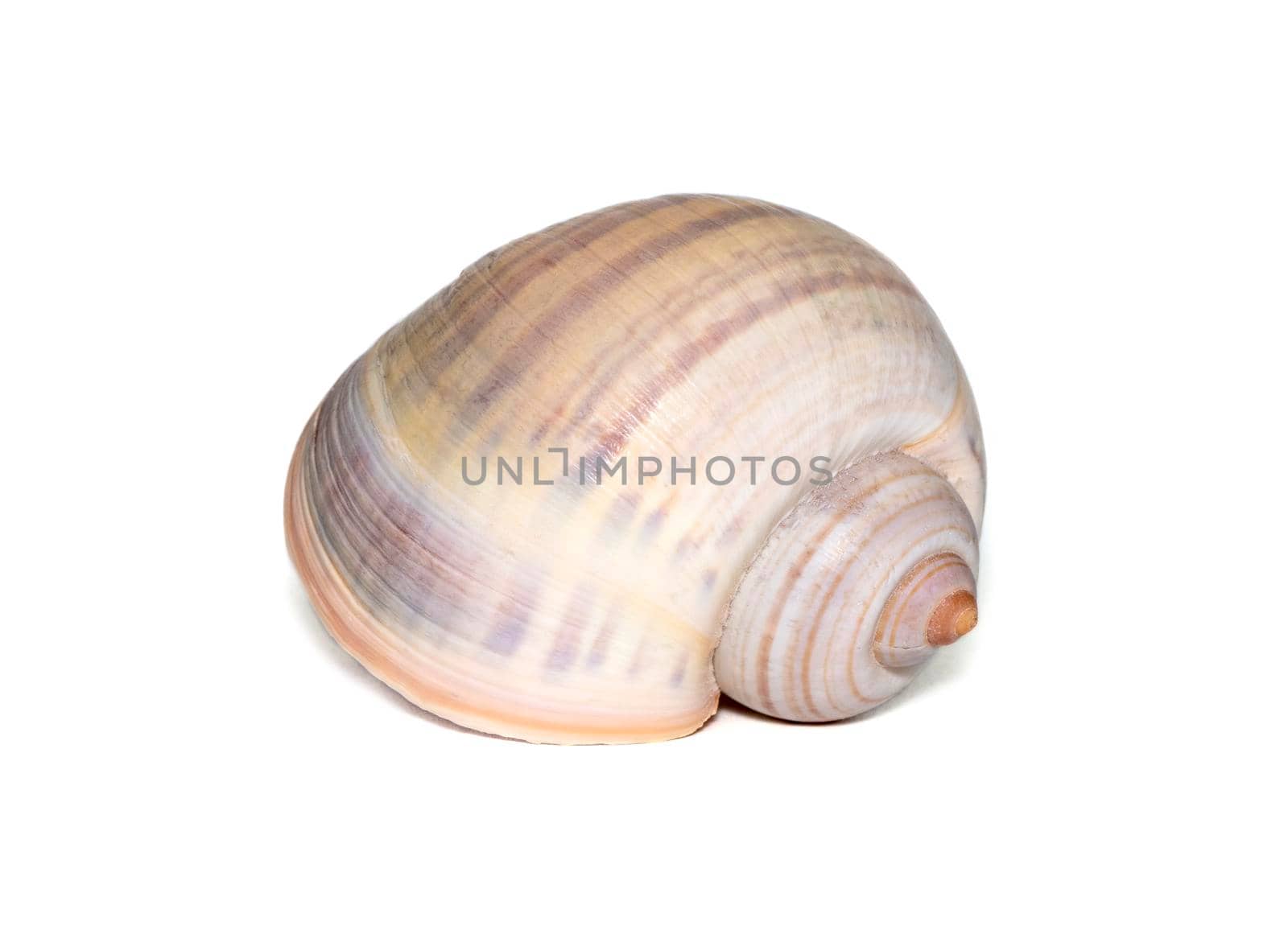 Image of large empty ocean snail shell on a white background. Undersea Animals. Sea shells.