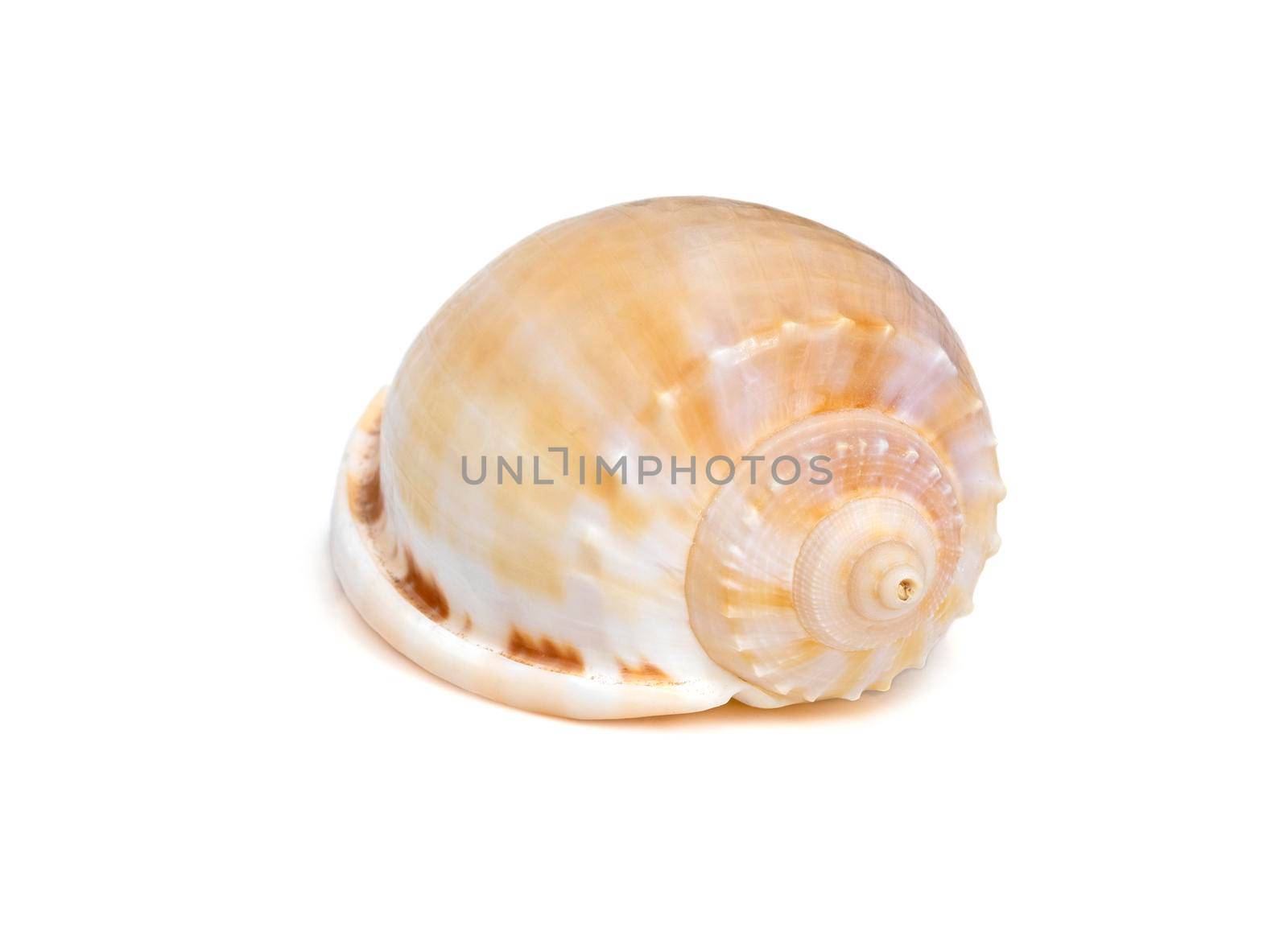 Image of phalium glaucum shell, common name the grey bonnet or glaucus bonnet, is a species of large sea snail, a marine gastropod mollusk in the family Cassidae, the helmet snails and bonnet snails isolated on white background. Undersea Animals. Sea Shells. by yod67