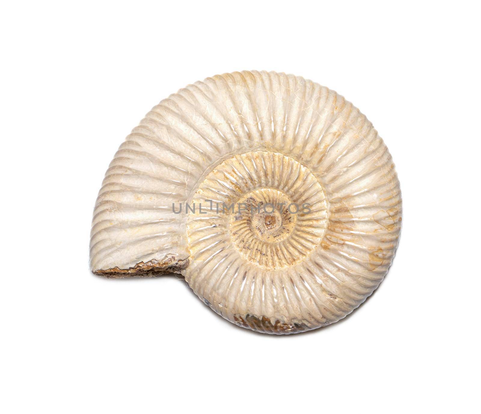Image of ammonite on a white background. Fossil. Sea shells.