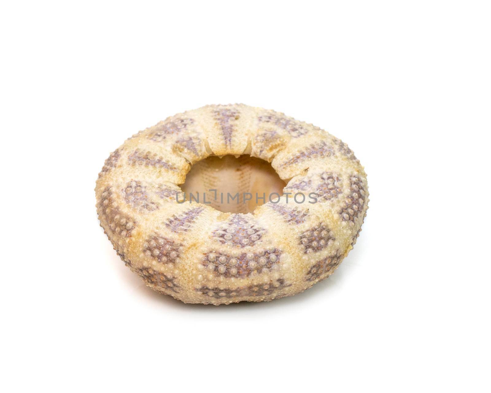 Image of Sea Urchin Shell on a white background. Sea shells. Undersea Animals. by yod67