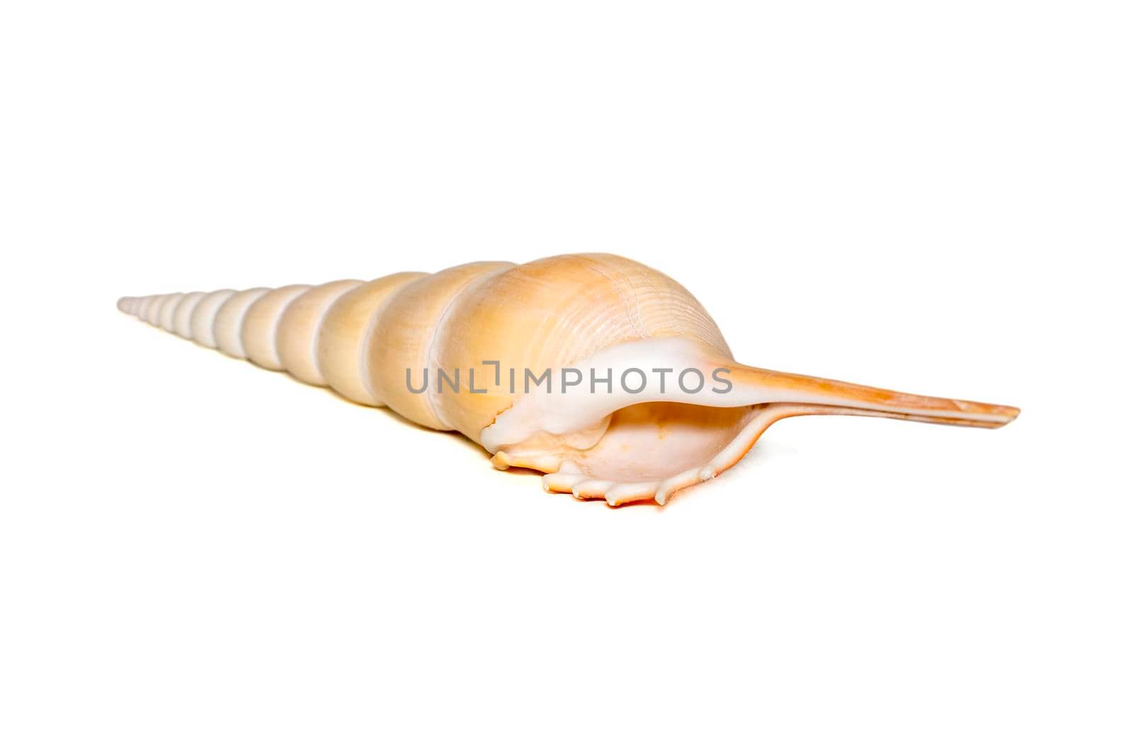 Image of Tibia Fusus sea shells (Spindle tibia or Shinbone tibia gastropod) on a white background. Sea shells. Undersea Animals.