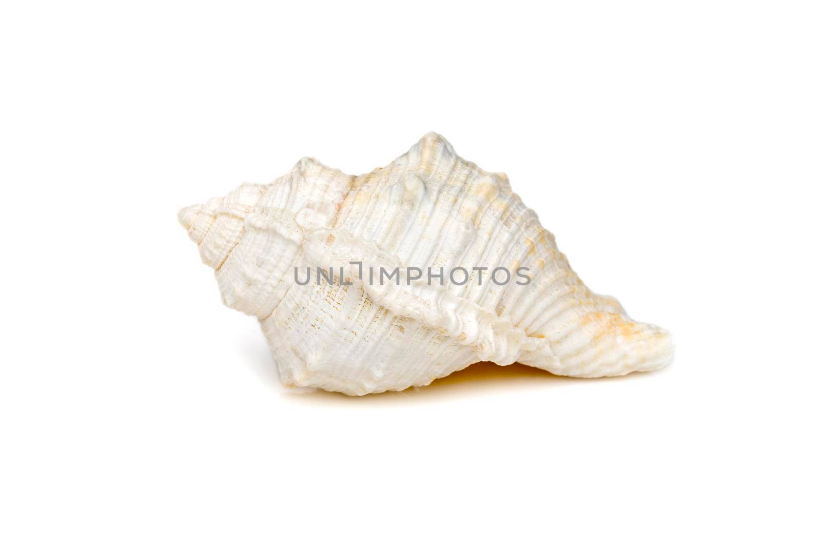 Image of white conch seashells on a white background. Undersea Animals. Sea Shells.