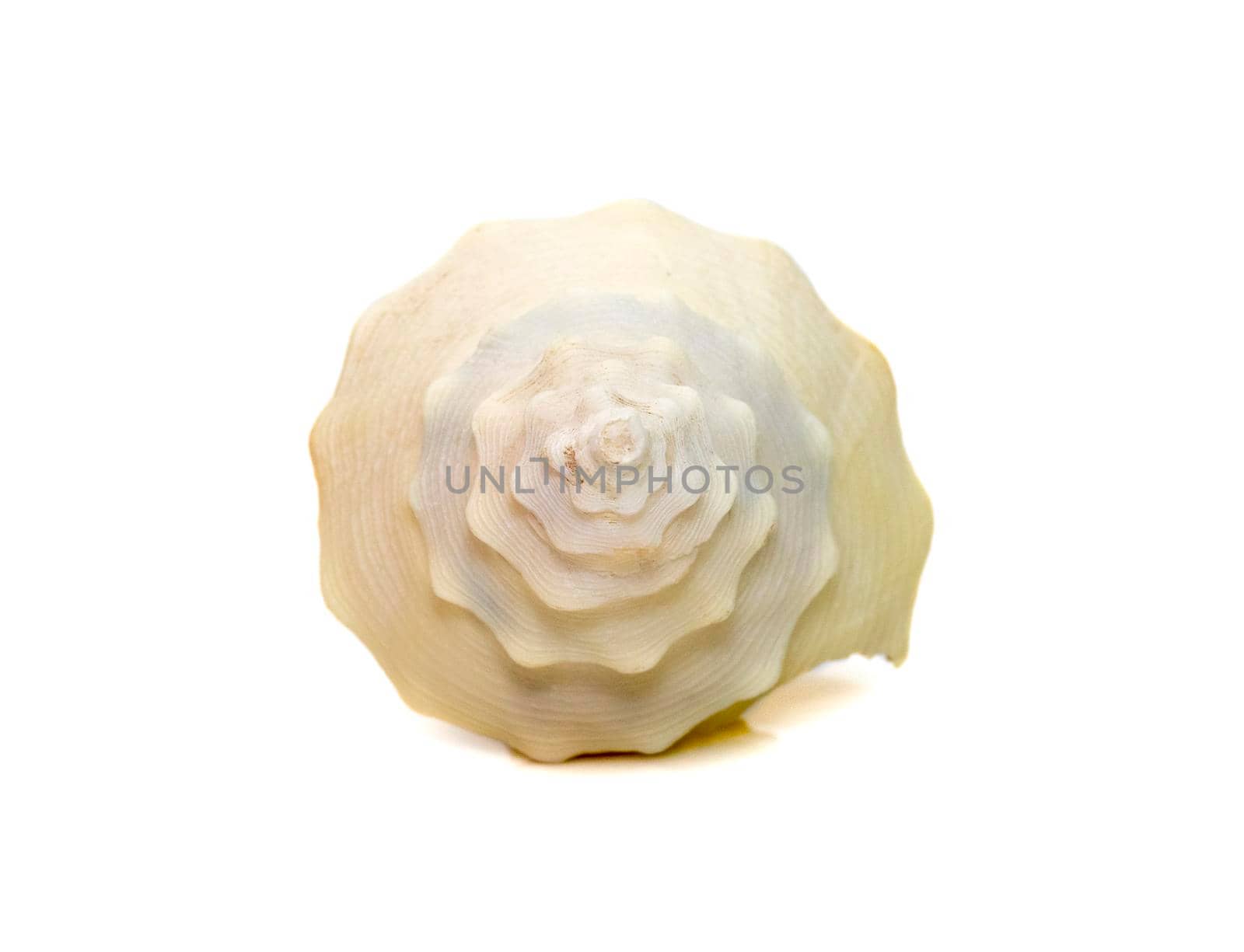 images of spiral white conch shell isolated on white background. Undersea Animals. Sea Shells.