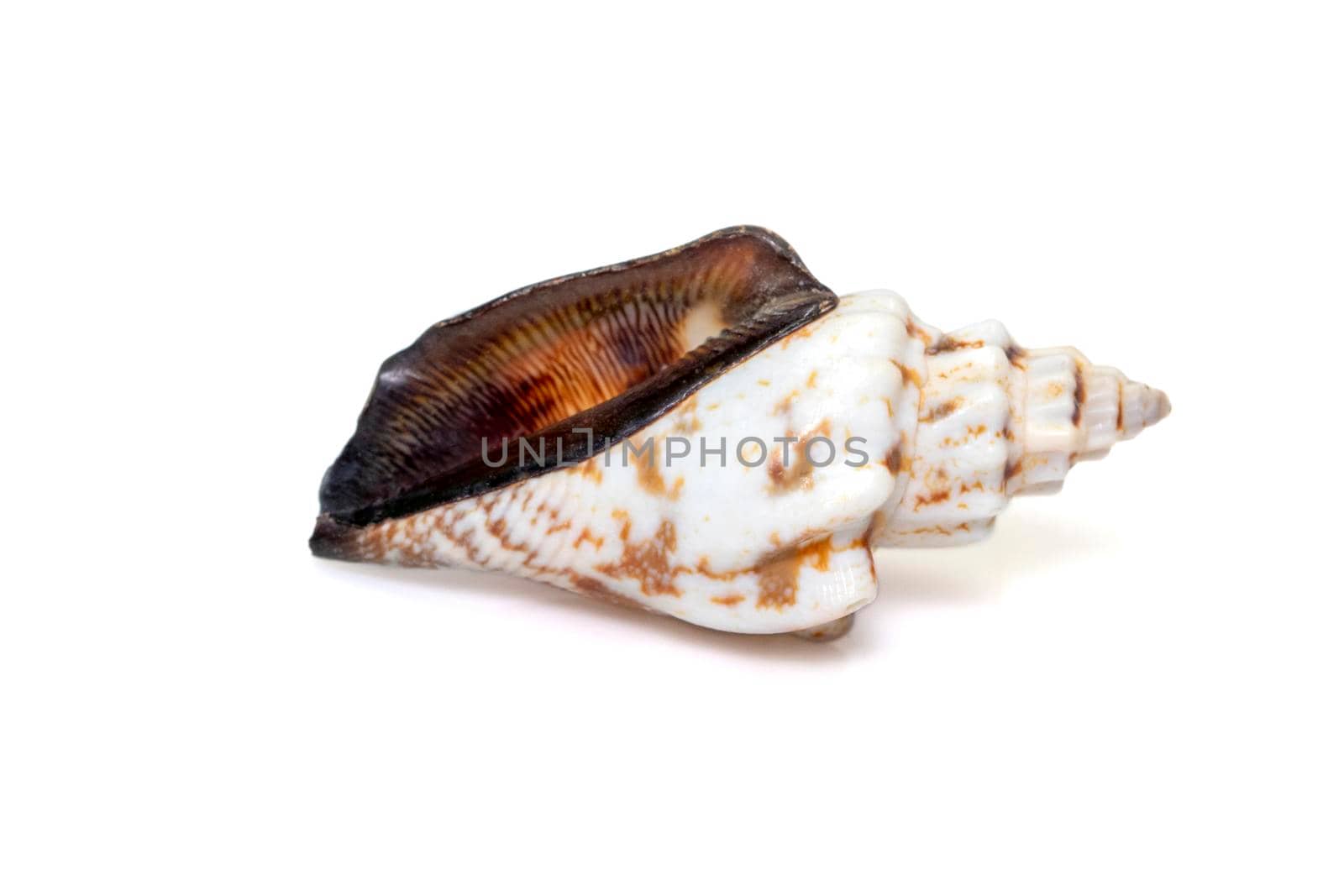 Image of canarium urceus is a species of sea snail, a marine gastropod mollusk in the family Strombidae, the true conchs isolated on white background. Undersea Animals. Sea Shells. by yod67