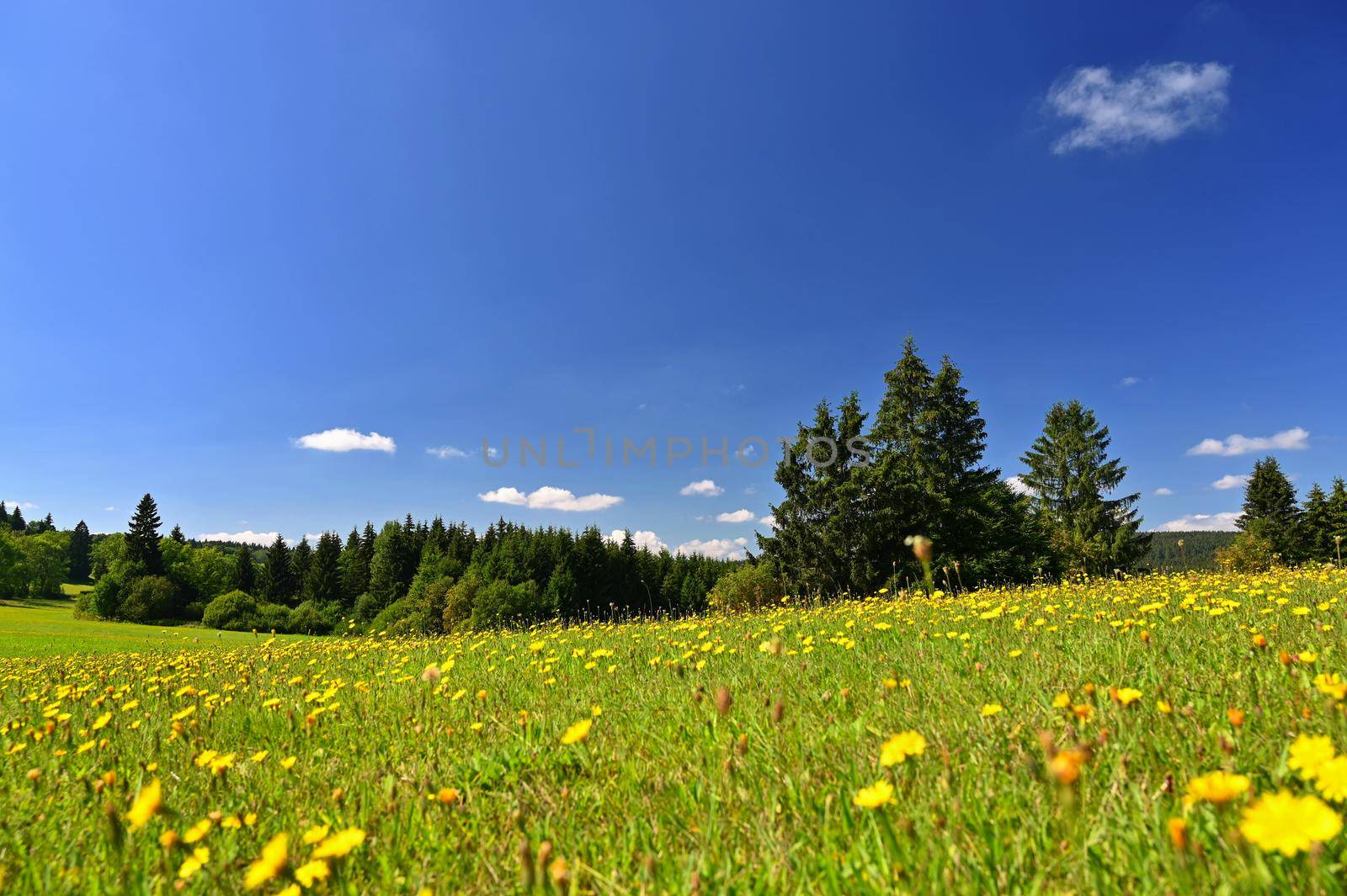 Beautiful summer landscape with nature. Meadow with forest and blue sky on a sunny day. Highlands - Czech Republic.