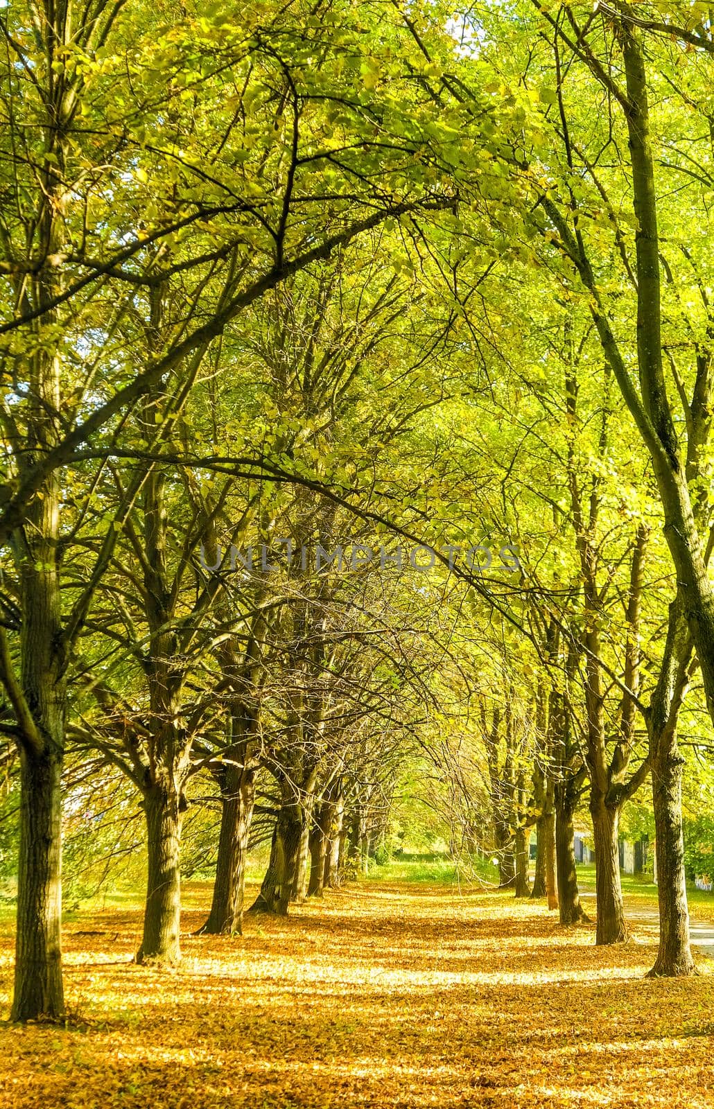 Fall beauty, weather and seasons concept - Autumn nature scene background, leaves and trees outdoors