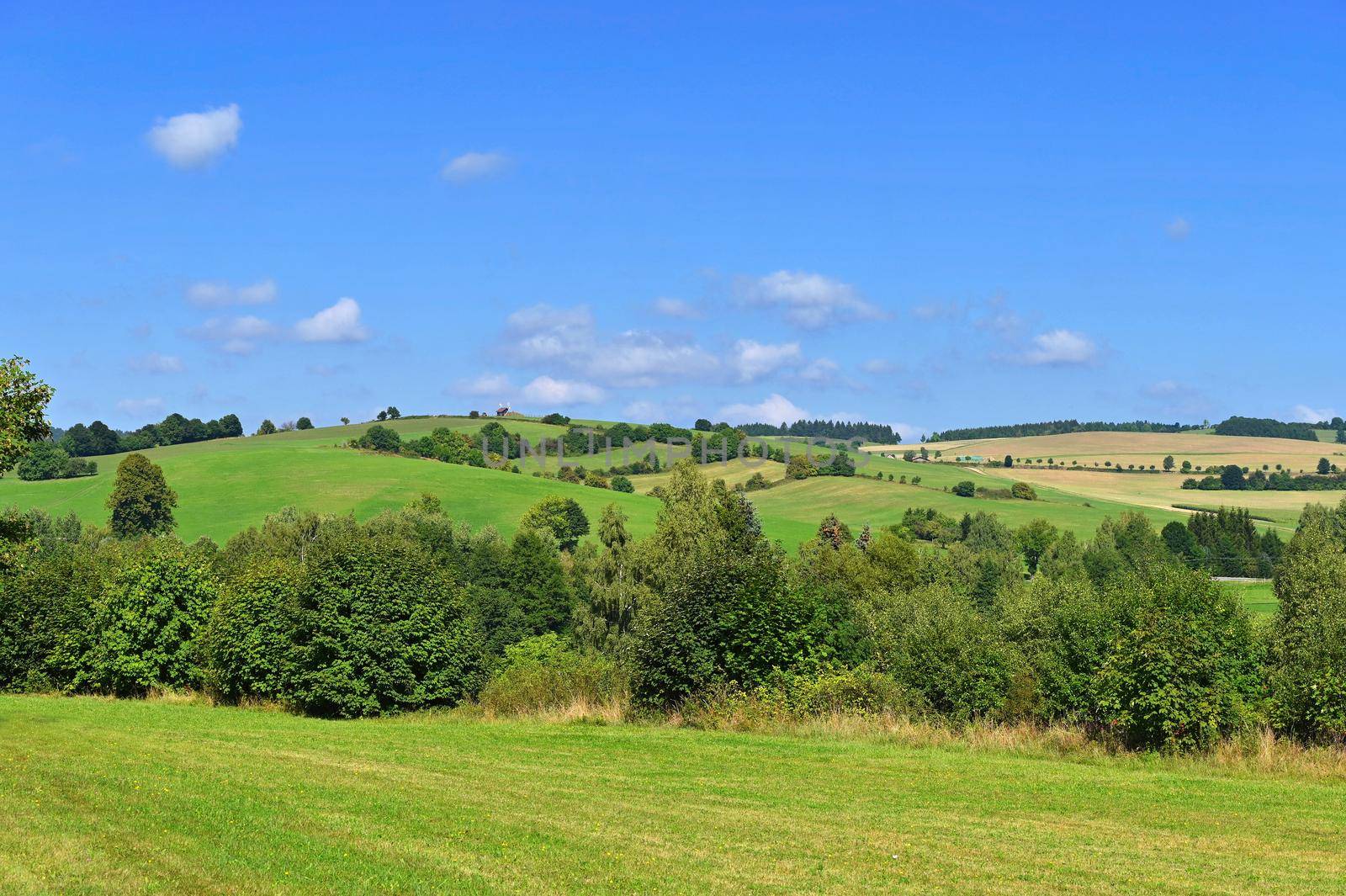 Beautiful summer landscape with nature. Meadow with forest and blue sky on a sunny day. Highlands - Czech Republic by Montypeter