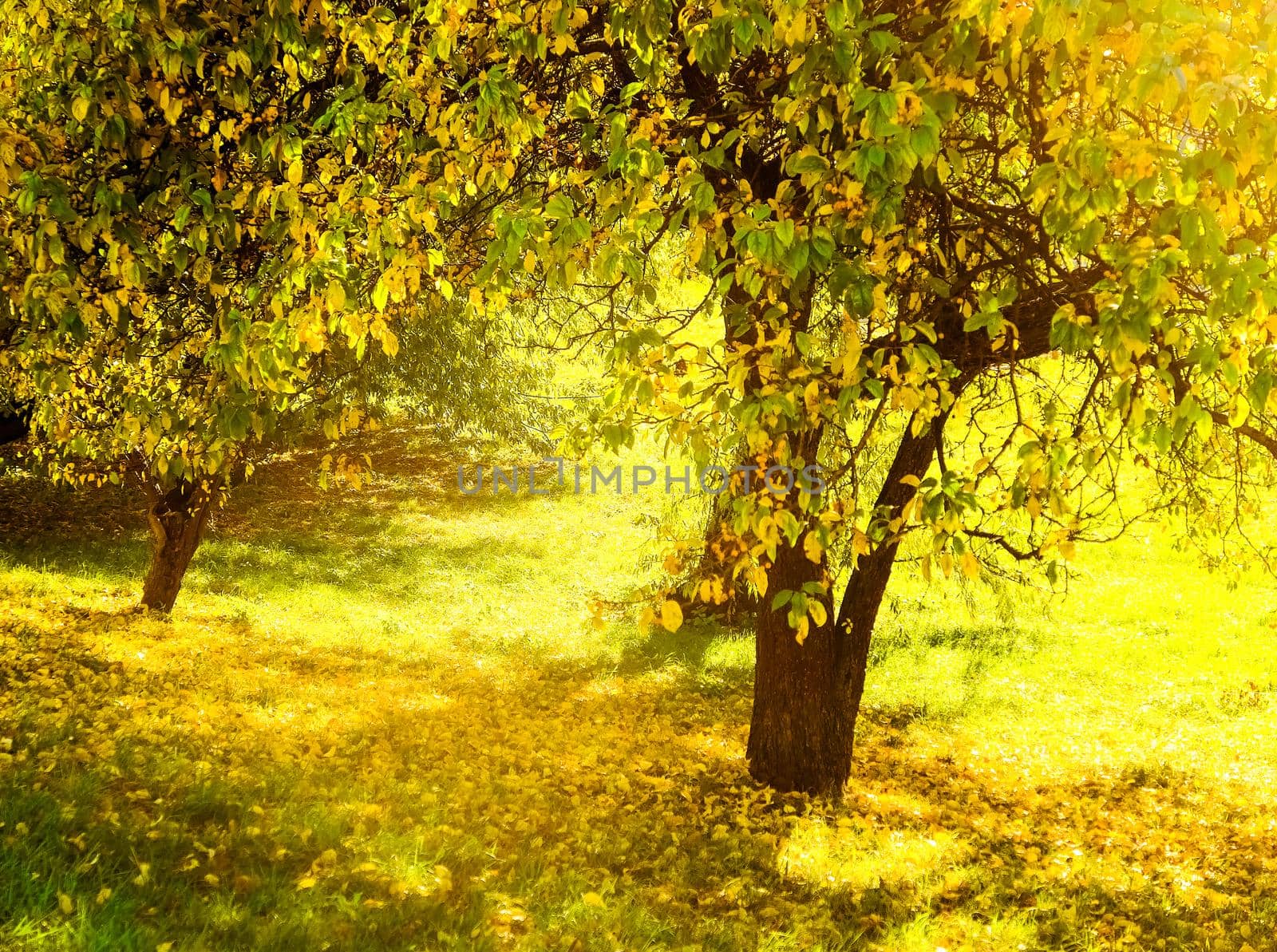 Autumn nature scene background, leaves and trees outdoors by Anneleven