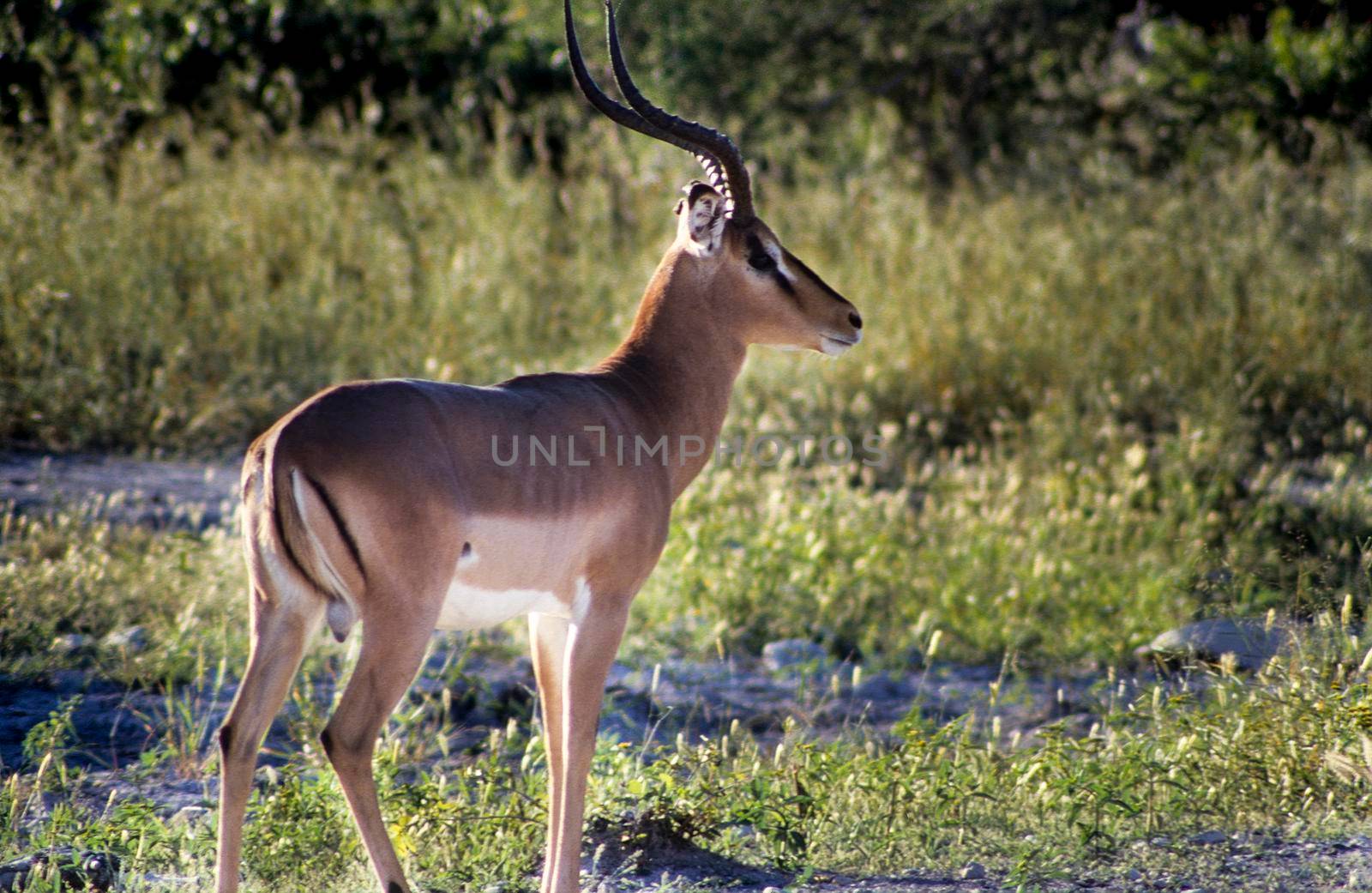Portrait of a  male black faced impale (Aepyceros melampus) Etosha national park, Namibia, africa