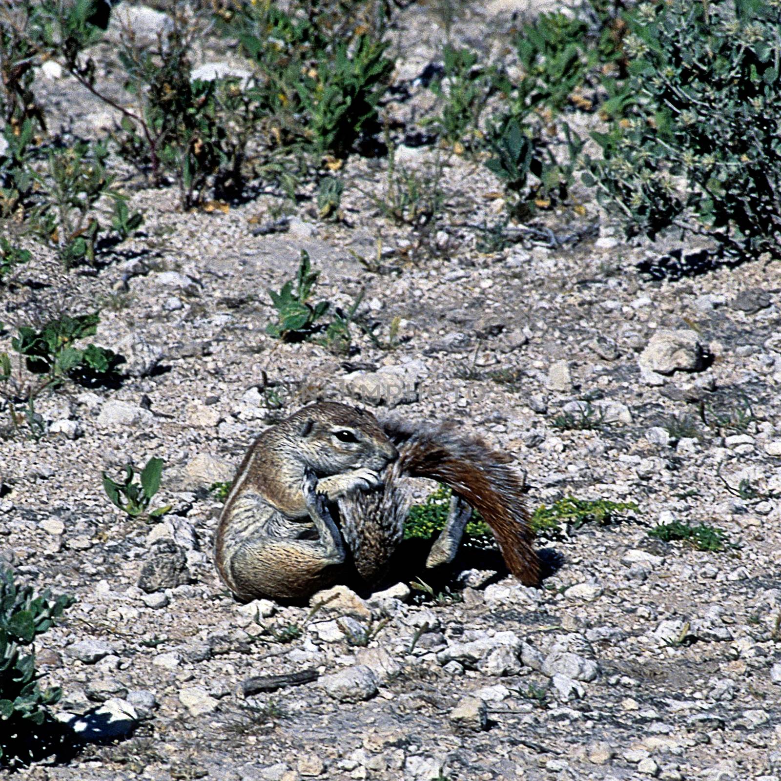Ground squirrel (Xerus inauris) standing still in Etosha National Park, Namibia, africa
