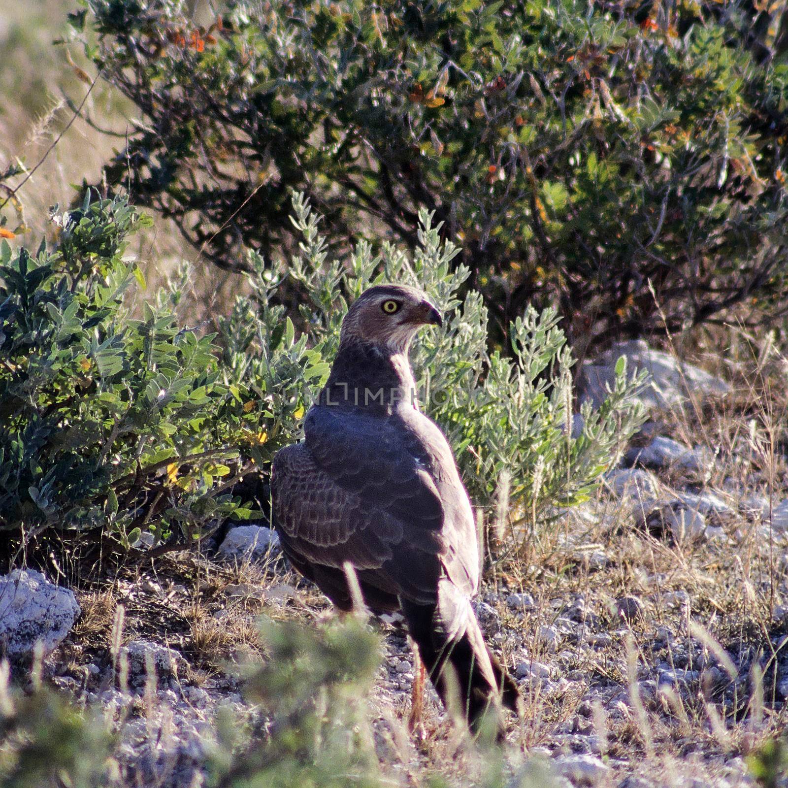 Steppe Buzzard (Buteo buteo) in etosha national park, Namibia, Africa