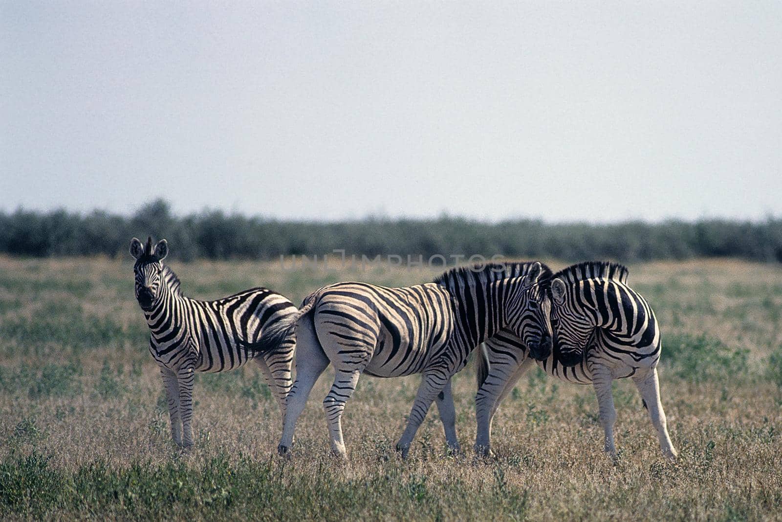 zebra (Equus burchellii) at a waterhole in Etosha National Park, Namibia, Africa