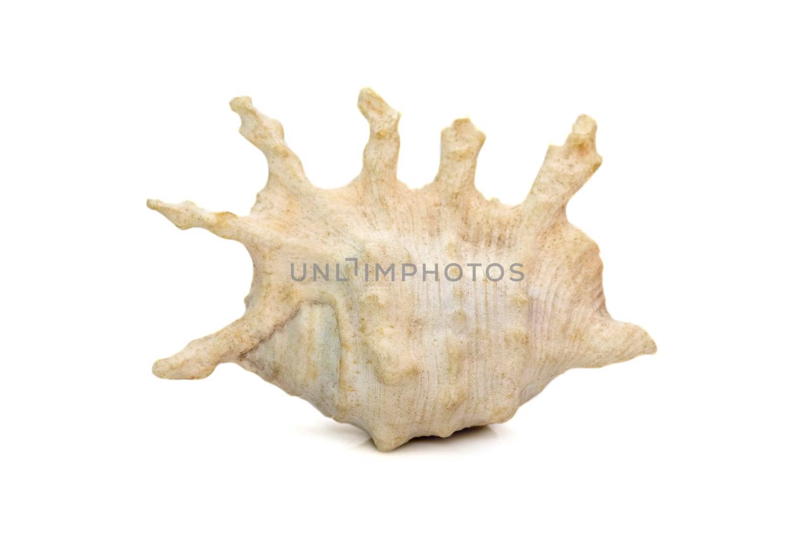 Image of lambis scorpius sea shell, common name the scorpion conch or scorpion spider conch, is a species of large sea snail, a marine gastropod mollusk in the family Strombidae, the true conchs on a white background. Undersea Animals.