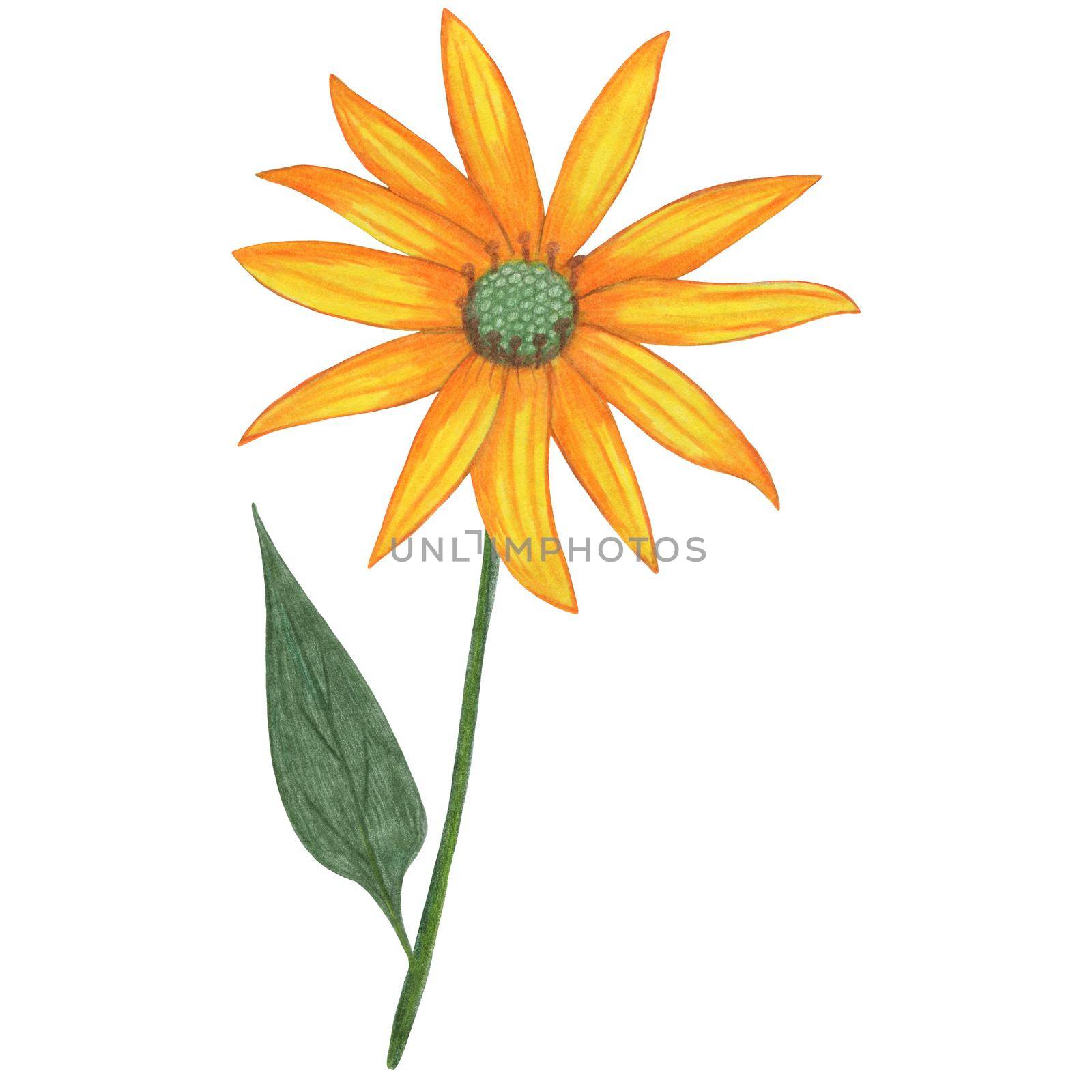 Yellow Topinambur with Green Leaves Isolated on White Background. Jerusalem Artichoke Flower Element Drawn by Colored Pencil.