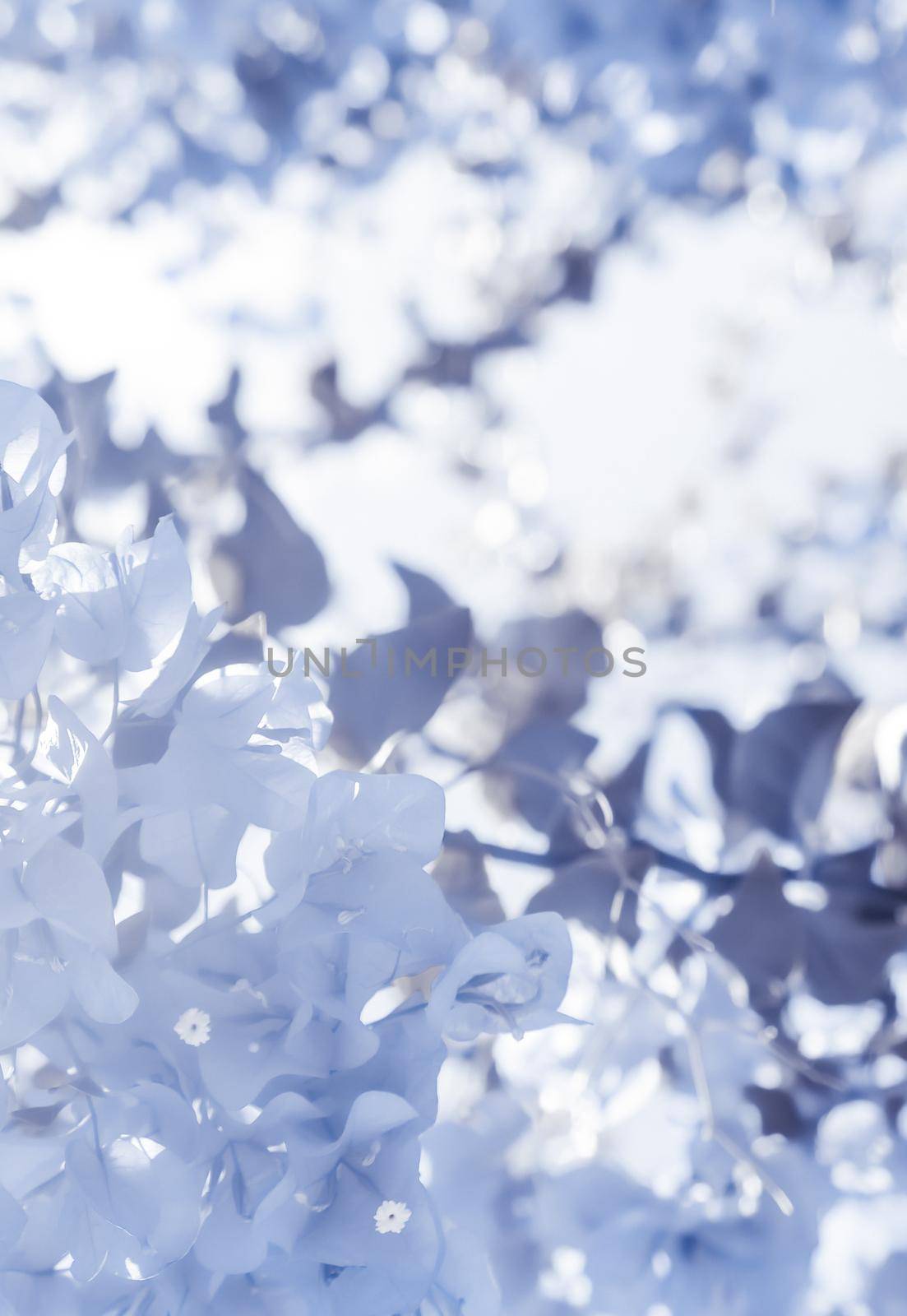 Flower background, spring nature and botanical beauty concept - Blue floral composition