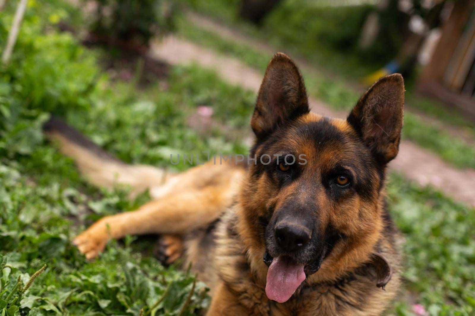 German Shepherd dog face looking nice.