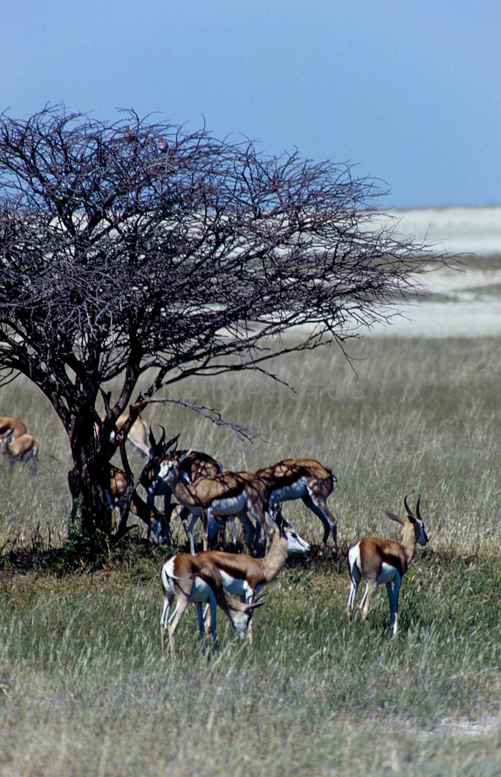 Springbok (Antidorcas marsupialis), Etosha National Park, Namibia, africa