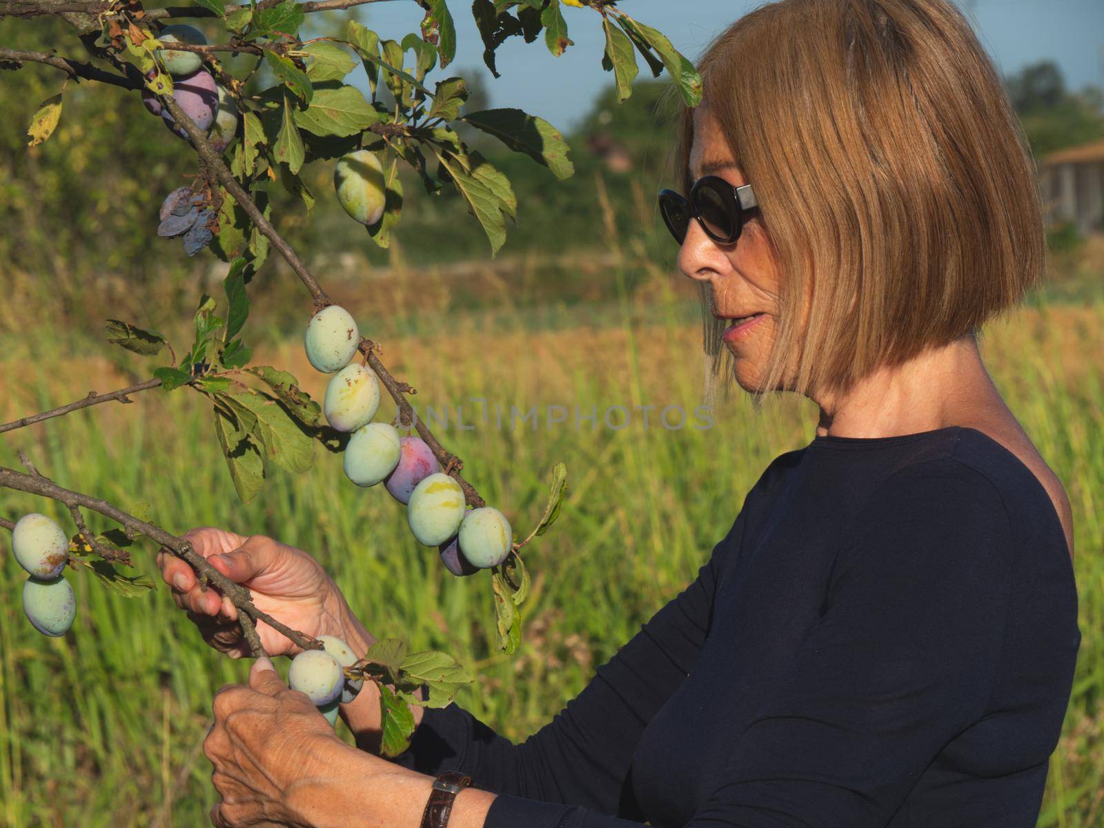 elegant lady picking plums and peaches in a farm during summer