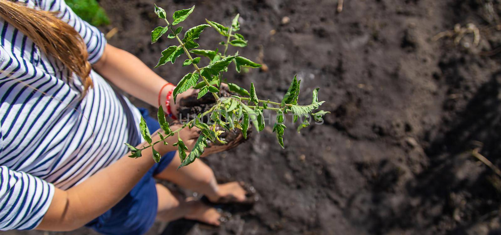 The child is planting a plant in the garden. Selective focus. by yanadjana