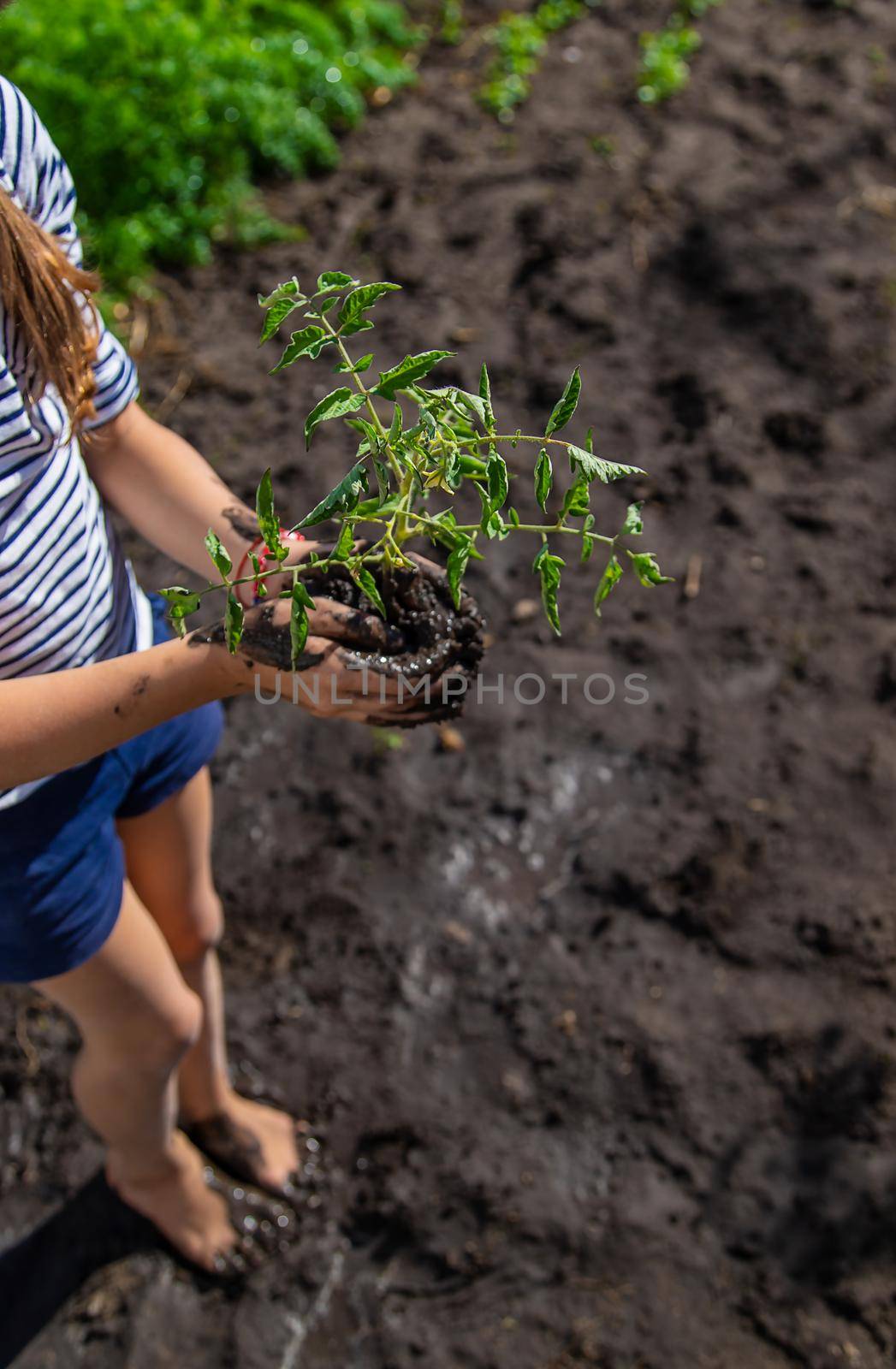 The child is planting a plant in the garden. Selective focus. Kid.