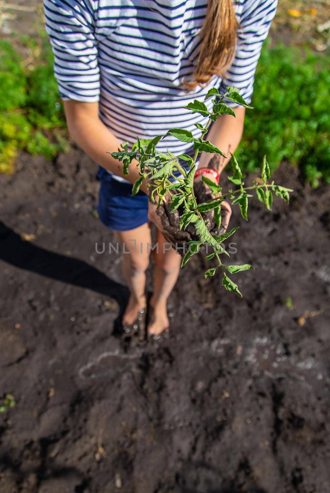 The child is planting a plant in the garden. Selective focus. by yanadjana