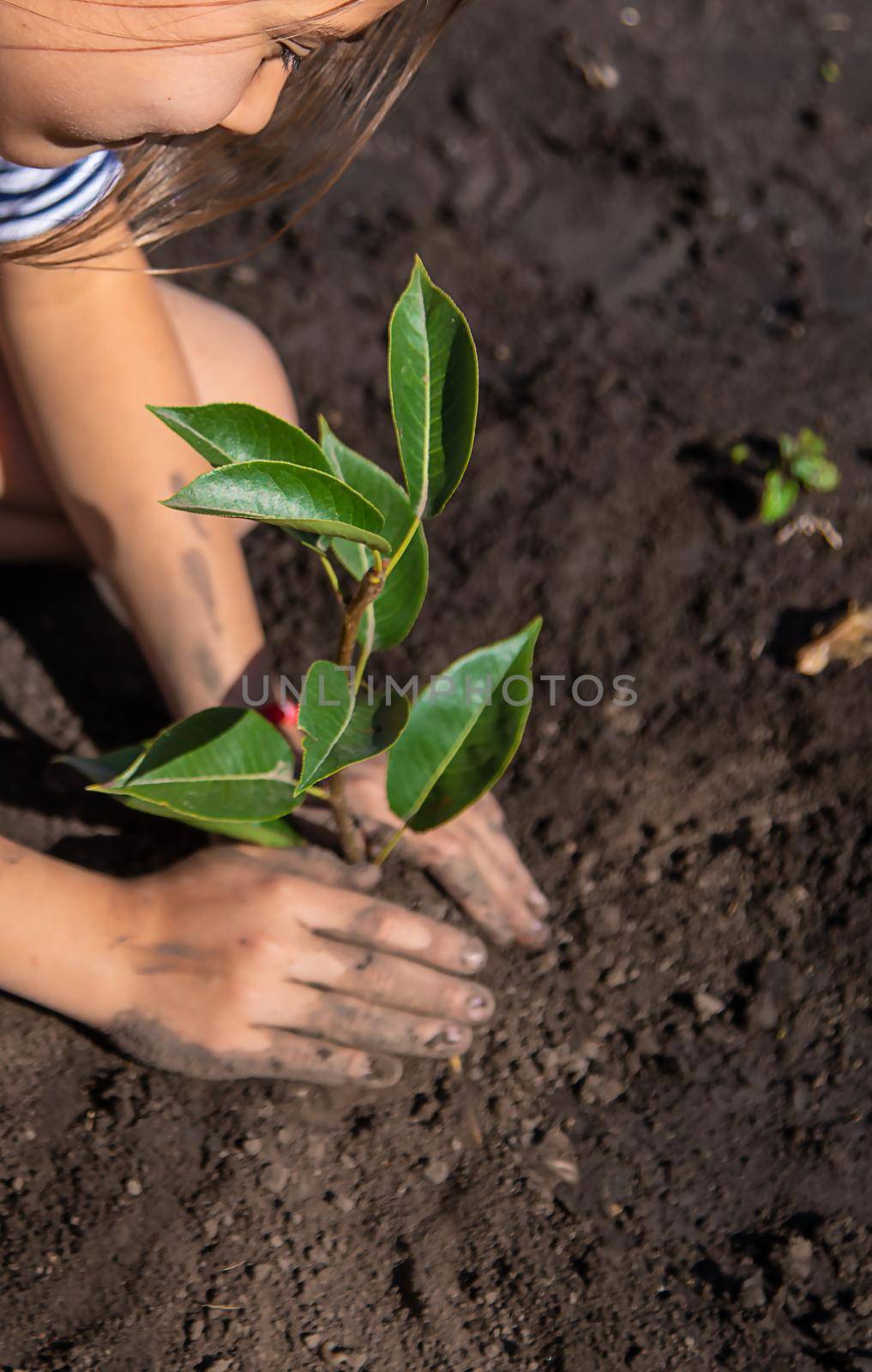 The child is planting a plant in the garden. Selective focus. by yanadjana