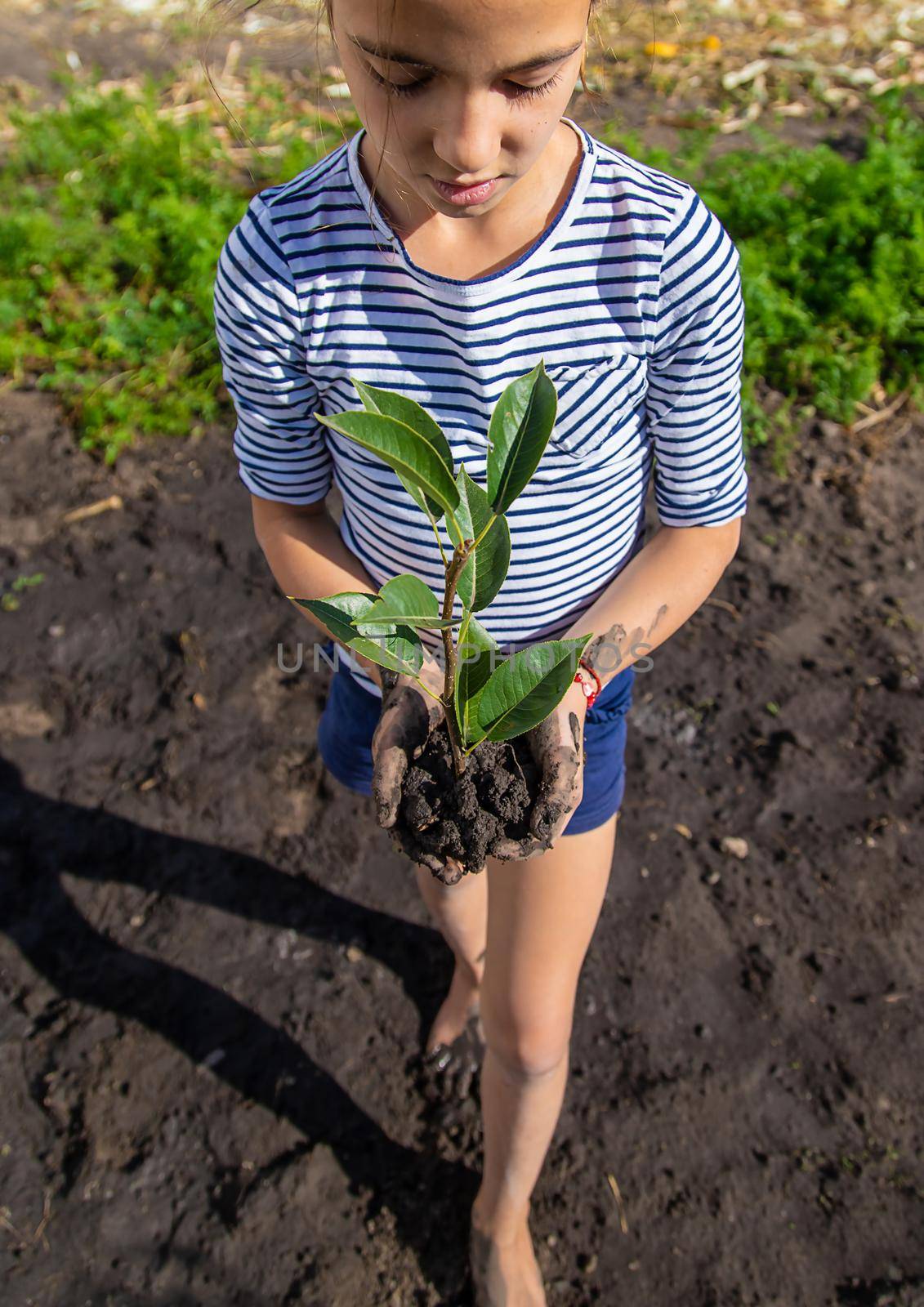 The child is planting a plant in the garden. Selective focus. Kid.