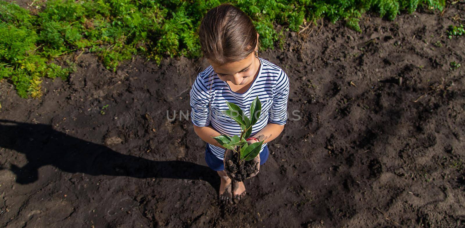 The child is planting a plant in the garden. Selective focus. by yanadjana