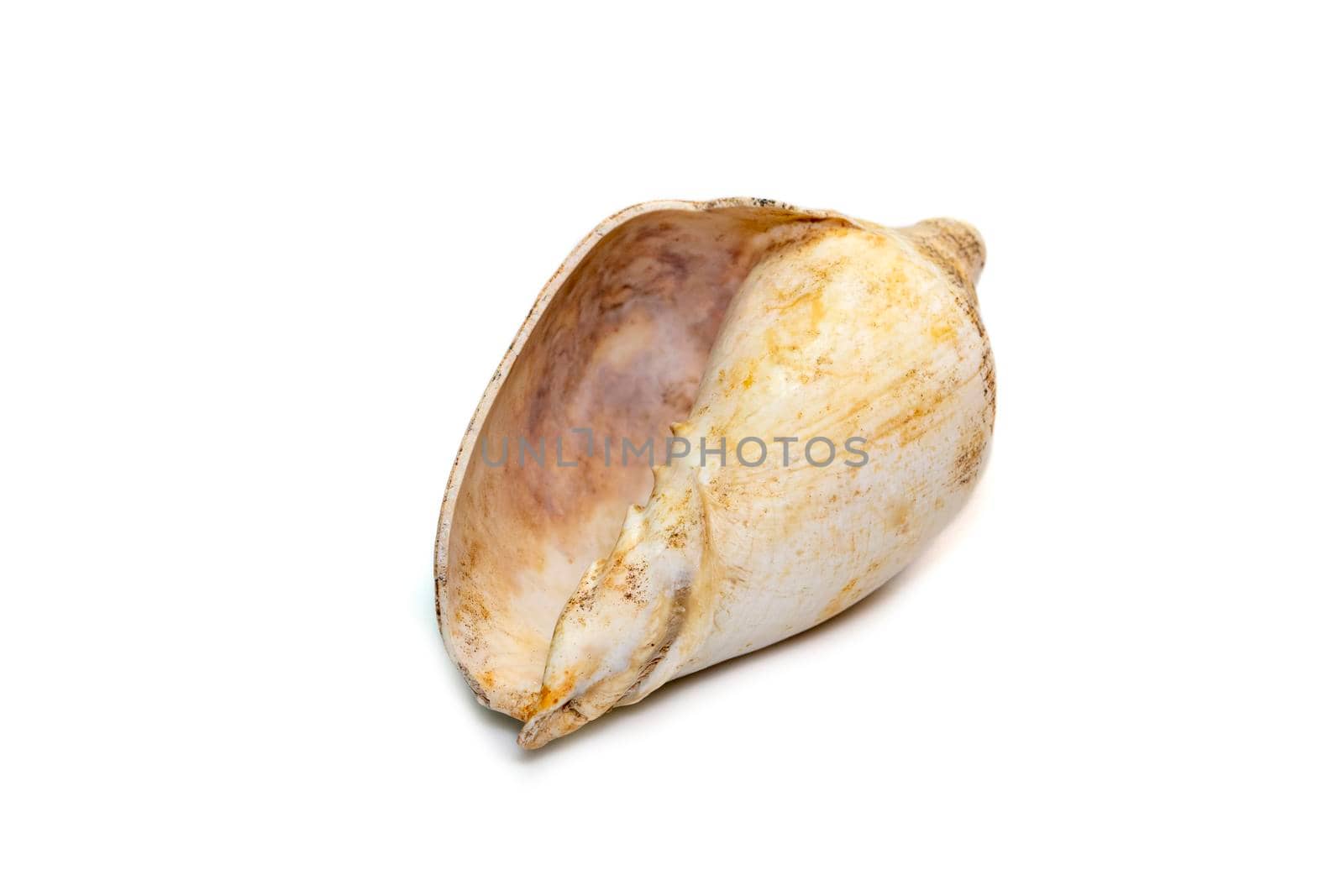 Image of white conch shell isolated on white background. Undersea Animals. Sea Shells.