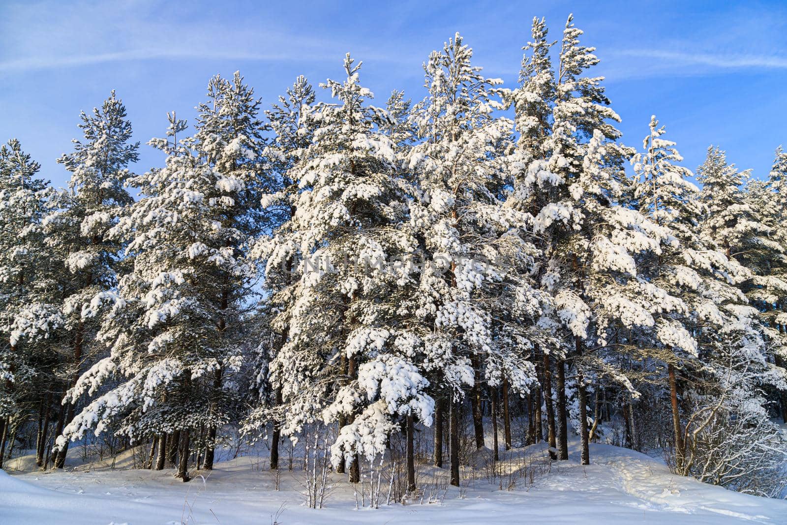 Snowy winter landscape in the forest . Snowy forest. An article about winter. Winter painting .