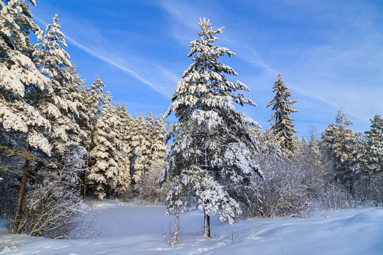 Snowy winter landscape in the forest . Snowy forest. An article about winter. Winter painting .